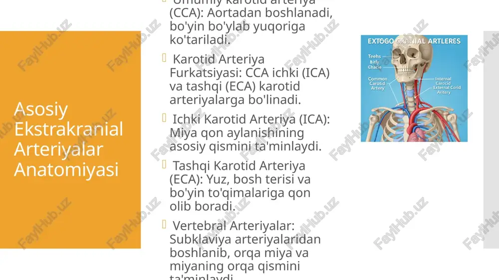 ery cras b=elation | artery wall atherosccllosis & stroke risk “ye er —y ¢ _ec-en di irterceccy /docprops/thumbnail.jpeg