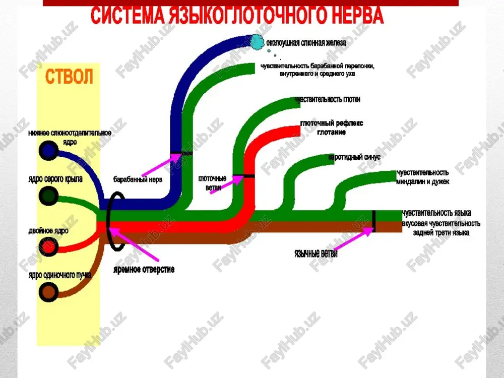 olevaniya tsentralnoy nervnoy sistemi (meningit, araxnoidit); sujenie yaremnogo otverstiya cherepa; ossifikatsiya shilo-pod'yazichnoy svyazki; gipertrofiya (uvelichenie v razmerax) shilovidnogo otrostka; anevrizmi sonnix arteriy; opuxoli gortani, glotki; prichini xronicheskie ochagi infektsii (naprimer, xronicheskiy tonzillit); ateroskleroz sosudov; intoksikatsii tetraetilsvintsom. diagnostika mrt; kt golovnogo mozga; rentgenografiya verxney i nijney chelyustey: viyavlyaet uvelichenie shilovidnogo otrostka zatilochnoy kosti ili okostenenie shilo-pod'yazichnoy svyazki. lechenie antikonvulsanti (karbamazepin, pregabalin, alprozalam, klonazepam); antidepressanti (trazodon, duloksetin, paroksetin); miorelaksanti (tizanidin, tolperizon, baklofen); neyroleptiki (tioksanten – truksal, klopiksol); refleksoterapiya; chens; blokadi; magnitoterapiya; ultrafonoforez s gidrokortizonom; dinamicheskie toki; galvanizatsiya s novokainom ili amidopirinom. cactema asbiko!iotonro!o hepba ‘oronoyilhaa ctohhaa hene3a ‘speunoe otpepethe fabkotnotouhbi hepe sinyesoit hepe kopent aabika >kenaboearsie cocoukt suctoempheie cocoukt tpvb ce nghbie caco4ka ropes kc conehetl coagkisit 0 kohmmk fbbika asbikommotoyhbiv mu baykaaiolma hepbbi onomiovilhar chhohhaa eeca ‘vyscrevtanbhocts gapagahho nepenot, bhytpohhoto m cpeqheto yxxa nepothdhla chho mybctbhtenbhocte: mahankh hy rbk ando oamhonhoto tybctbmtenlhoctd hickhea y@cth {ecoepathbi roptahtit hope) onayha sipeuhoe otbepcthe