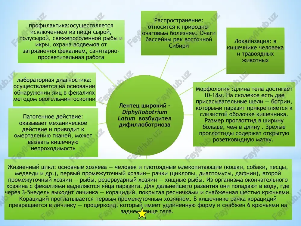 bit rezervuarnimi xozyaevami, tak kak pri proglativanii imi porajennix rib plerotserkoidi perexodyat v ix mishtsi i polovuyu sistemu. 7 invazionnaya forma: finna tipa plerotserkoid. put invazii: passivnaya (per os). istochnik invazii: dikie jivotnie, pitayushiesya riboy diagnostika: obnarujenie yaits shirokogo lentetsa v kale metodom kato i kalantaryan. 8 svinoy tsepen – taenia solium vozbuditel tenioza va tsistotserkoza lokalizatsiya: polovozrelaya stadiya lokalizuetsya v kishechnike, stadii finni lokalizuetsya v osnovnom v mishtsax, u cheloveka obnarujivaetsya v glazax i v tsentralnoy nervnoy sisteme etilgan shakli ich rasprostranenie: povsemestno morfologiya: polovozrelie formi dostigayut v dlinu 2-3 m, v skolikse imeet 4 prisoski, venchik i kryuchya (voorujenniy tsepen). germofroditnie chleniki imeyut 3 dolki yaichnika. v zrelix chlenikax imeyutsya matka, kolichestvo vetvey 7-12 jiznenniy tsikl: okonchatelnim xozyainom yavlyaetsya chelovek, promejutochnim xozyainom – svinya, izredka chelovek. istochnikom yavlyaetsya chelovek, iz ego organizma vo vneshnyuyu sredu s fekaliyami videlyayutsya zrelie chleniki s yaytsami. zarajenie sviney proisxodit pri poedanii nechistot …