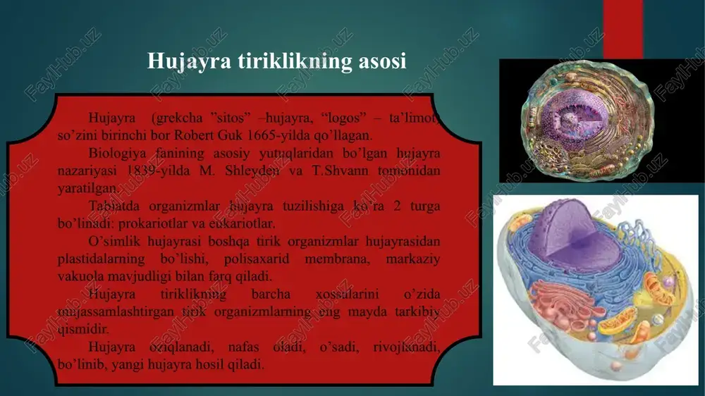 olda ajralib disk tayoqchalar ko'rinishida to‘planadi. 0 ‘simlik hujayralarida bir nechtadan bir necha yuztagacha ga uchrashi mumkin. ga ni membranasi endoplazmatik to‘r va plazmolemma membranasi bilan tutashgan bo'ladi. ga plazmolemma va hujayra qobig‘ini shakllanishida ishtirok etadi. shuningdek, ga, vezikulalari tufayli hujayralarda sekretorlik ya’ni shilimshiqsimon-suyuq moddalarni chiqarib tashlashda ham qatnashadi. golji apparatining diktiosomalarida gliko-proteinlar va gliko-lipidlar shakllanadi. ribosoma. ribosomalaming har biri ikkita nukleoproteiddan iborat bo‘lib diametri 20-30 nm. ular katta va kichik bo‘lakchalardan tuzilgan, bo‘lib kattasining diametri odatda 12-15 nm, kichigi esa 8-12 nm atrofida bo’ladi. u yadrochada sintezlanadi va sitoplazmaga tushib mrnk molekulasida yig’iladi. mitoxondriyalar. mitoxondriyalar ham xuddi xloroplastlarga o ‘xshash yadro membranalaridan uzilib chiqqan pufakcha-initsial tanalardan hosil boradi. mitoxondriyalar ham qo‘sh membranali organoiddir.asosiy energetik jarayonlar va atf sintezi shu organoidda boradi. 0 ‘simlik hujayrasi mitoxondriyalarining uzunligi 1-5 mkm, diametri 0,4-0,5 mkm boradi. bitta hujayrada 50-2000 atrofida mitoxondriyalar bo’lishi mumkin. lizosomalar-membranalar bilan chegaralangan organoidlardir. ular endoplazmatik to‘r yoki golji apparatidan …