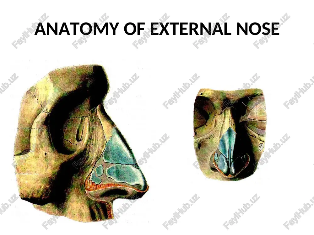nose system - Page 3