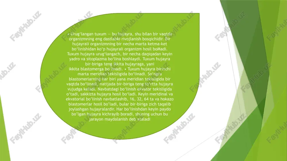 -katta blastotselli va bir tekisda yo’g’onlashgan, bir qatlamli devori bo’lgan tipik blastuladir. u to’la tekis maydalanishda, masalan, lansetnikda hosil bo’ladi. amfiblastula seloblastuladan devori bir necha qator hujayralardan tuzilganligi va bu devor animal qismida vegetativdagiga nisbatan yupqa bo’lishi, blastotsel animal qutbiga siljiganligi bilan farq qiladi. amfibilastula to’la, lekin tekis bo’lmagan maydalanishda hosil bo’ladi, buni masalan, amfibiyda ko’rish mumkin. sterroblastula o’z devorida bir qator bo’lib joylashgan yirik blastomerlardan tuzilgan. blastomerlar bo’shliqqa juda ham ko’p kirib borganligi tufayli bo’shliq anchagina kichrayadi, ba’zan esa tamoman siqib chiqariladi. sterroblastula ba’zi bir bo’g’imoyoqlilarda kuzatiladi. to’la bo’lmagan maydalanish tuxumning faqat sariqlikdan holi bo’lgan qismining bo’linishi bilan birga boradi: sariqlik bilan to’lgan qismi bo’linmaydi. bu yo’l bilan teloletsital (suyakli baliqlarda, qushlarda, reptiliylarda) va sentroletsital (hashoratlarda) tuxumlar rivojlanadi. bu tuxumlarning tuzilish xususiyatlariga ko’ra diskoidal va yuzaki maydalanishlar farq qilinadi. maydalanishga muhitning ta’sir etishi. har bir organizm uzoq davom etgan filogenez davomida shakllanib, atrof-muhit sharoitiga chambarchas bog’liq holda rivojlanadi. tashqi …