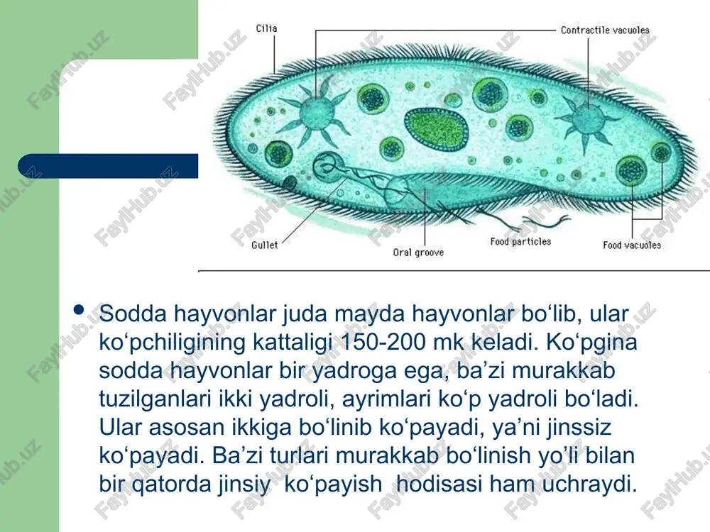 (“gullashi”)ga sabab bo‘ladi. yashil evglena tanasining oldingi qismida joylashgan ancha uzun xivchinining buralib- eshilganligidan bir tekisda harakatlanadi. u bir necha nihoyatda nozik tolalardan tarkib topgan. hayvonsimon (zoomastagina) xivchinlilar bu geterotrof usulda hayot kechiradigan xivchinlilarni bir necha xili dengizlarda va chuchuk suvlarda hamda hayvonlar va inson tanasida parazitlik qilib hayot kechiradi. bularning ayniqsa hayvon va inson tanasida parazitlik qiluvchi turlari nihoyatda xilma-xildir va xavfli kasalliklarni tug‘diradi. masalan: triponasomalar – parazit xivchinlilarning eng xavflilaridan bo‘lib, ular turli umumrtqali hayvonlar, jumladan insonning qonida hayot kechiradi. triponasomaning tanasi cho‘ziq yassilashgan bo‘lib oldingi tomondan ayrilgan bitta xivchini orqaga yo’nalib yon tomonga yopishgan. shu joyda xivchin ektoplazmaga tutashib, to‘lqinlanuvchi parda hosil qiladi. parazit mazkur parda vositasida harakat qiladi. murakkab tuzilgan bazal tanacha (kenitoplastlar) xivchinning endoplazmadagi qismida joylashgan. bir yadroli, bo‘linish yo’li bilan ko‘payadi. kattaligi 15-30 mk. infuzoriyalar (infusorta) sinfi bu kiprikli hayvonlarning hozirgi vaqtda 6 mingdan ortiq turi ma’lum bo‘lib, bularning bir qanchasi dengiz va okeanlarda, …