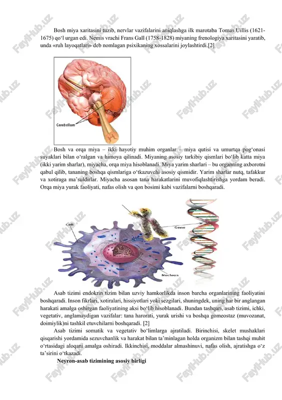 rga misol qilib ovqat hazm qilish vazifasini keltirishimiz mumkin. asab tizimini tashkil etuvchi milliardlab asab hujayralari organizmning o‘zidan, shuningdek, tashqi muhitdan axborot qabul qiladilar. bosh miya xaritasini tuzib, nervlar vazifalarini aniqlashga ilk marotaba tomas uillis (1621-1675) qo‘l urgan edi. nemis vrachi frans gall (1758-1828) miyaning frenologiya xaritasini yaratib, unda «ruh layoqatlari» deb nomlagan psixikaning xossalarini joylashtirdi.[2] bosh va orqa miya – ikki hayotiy muhim organlar – miya qutisi va umurtqa pog‘onasi suyaklari bilan o‘ralgan va himoya qilinadi. miyaning asosiy tarkibiy qismlari bo‘lib katta miya (ikki yarim sharlar), miyacha, orqa miya hisoblanadi. miya yarim sharlari – bu organning axborotni qabul qilib, tananing boshqa qismlariga o‘tkazuvchi asosiy qismidir. yarim sharlar nutq, tafakkur va xotiraga ma’suldirlar. miyacha asosan tana harakatlarini muvofiqlashtirishga yordam beradi. orqa miya yurak faoliyati, nafas olish va qon bosimi kabi vazifalarni boshqaradi. asab tizimi endokrin tizim bilan uzviy hamkorlikda inson barcha organlarining faoliyatini boshqaradi. inson fikrlari, xotiralari, hissiyotlari yoki sezgilari, …
