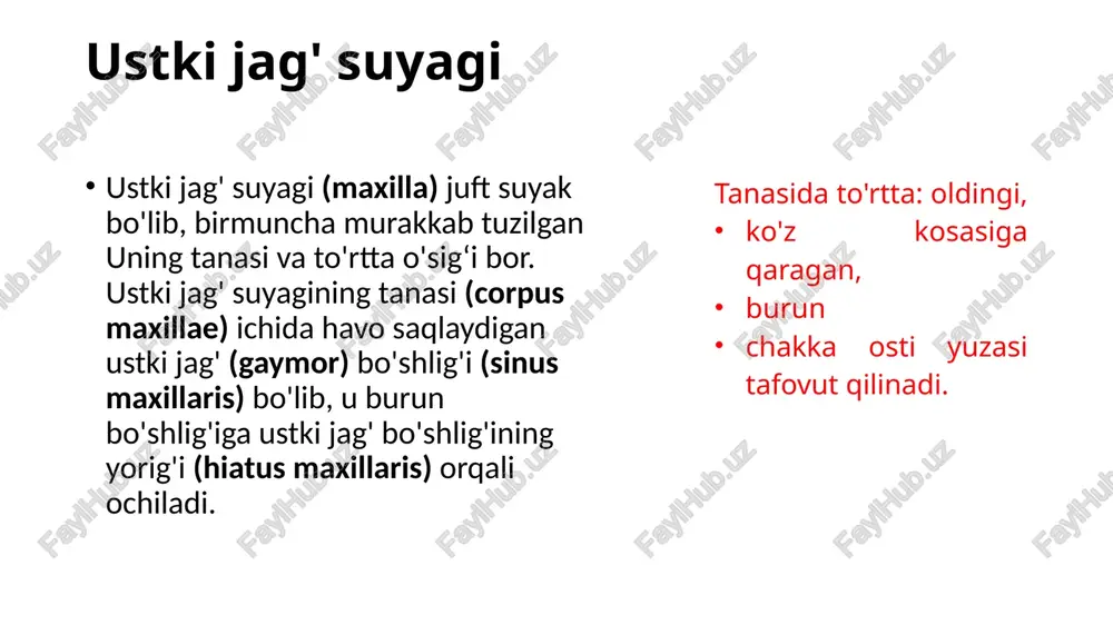 bo'lib, ko'z kosasi, burun bo'shlig'i, og'iz bo'shlig'i va qanot-tanglay chuqurchasini hosil qilishda ishtirok etadi. u bir-biriga to'g'ri burchak hosil qilib birikkan gorizontal va perpendikular plastinkalardan iborat image1.jpeg image2.jpeg image3.jpeg image4.jpeg image5.jpeg image6.jpeg image7.jpeg image8.png image9.jpeg image10.jpeg image11.jpeg image12.jpeg maxillae anatomy infraorbital margin zygomatic infraorbital process foramen frontal process. maxillary sinus zygomatico- alveolar crest maxillary tuberosity, nasal palatine rocess notch b alveolar anterior 0 . alveolar nasal spine process alveolar yokes right maxilla (lateral view) right maxilla (medial view) lone standard anatomy standard incisura lacrimalis processus zygomaticus processus frontalis facies sulcus infraorbitalis ‘é orbitatis crista lacrimalis anterior sulcus lacrimalis margo infraorbitalis sutura infraorbitalis foramen infraorbitale incisura nasalis j facies anterior foramina alveolaria <—{" : ee —— fossa canina tuber maxillae a facies infratemporalis——— 4 spina nasalis anterior corpus maxillae < : juga alveolaria arcus alveolaris 91. bepxusas “emocrts, maxilla, mupasaa. (ilepenhenapyxhan mobepxhocth.) sulcus lacrimalis posterior fossa sacci — lacrimalis y (4actb …