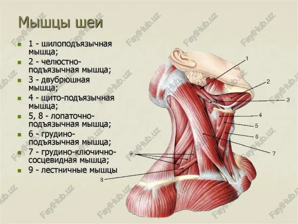 hak (m. depressor labii inferioris) 4.engak mushagi (m. mentalis) 5.lunj mushagi (m. buccinanor) 7.yonoq sohasidagi kichik mushak (m. zygomaticus minor) 8.yonoq sohasidagi katta mushak (m. zygomaticus major) 9.og’iz burchagini ko’taruvchi mushak (m. levator anguli oris) 10.kulgich mushaki (m. risorius) quloq suprasi mushaklari quloq suprasi mushaklari odamda kam rivojlangan. bu sohada oldingi, yuqorigi va orqa quloq mushaklari tafovut qilinadi. 1.oldingi quloq mushagi (m. auricularis anterior) chakka fassiyasidan va galea apaneurotica dan boshlanadi. u pastga va orqa tomonga yo’nalib quloq suprasi terisiga birikadi. faoliyati: quloq suprasini oldinga tortadi. 2.yuqorigi quloq mushagi (m. auricularis superior) galea apaneurotica dan boshlanib, quloq suprasi tog’ayining yuqori qismiga birikadi. faoliyati: quloq suprasini yuqoriga tortadi. 3.orqa quloq mushagi (m. auricularis posterior) boshqalardan ko’proq rivojlangan bo’lib, so’rg’ichsimon o’simtadan boshlanib oldinga yo’naladi va quloq suprasini orqa yuzasiga birikadi. faoliyati: quloq suprasini orqaga tortadi. quloq suprasi mushaklarini n. facialis innervatsiya qiladi. a.temporalis superficialis va a.auricularis posterior qon bilan ta’minlaydi. chaynov mushaklari …