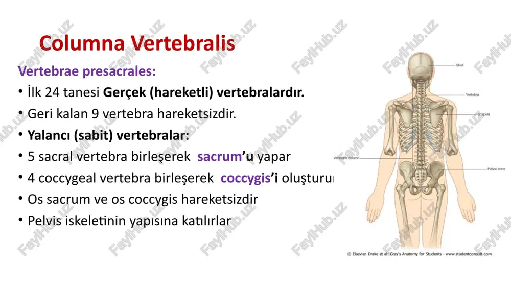 ı üzerlerinde: foramen transversarium bulunur corpus vertebrae’ları küçüktür. foramen vertebrale’leri üçgen şeklinde processus spinosus’ları çatallıdır c1,2,7 özellikleri farklıdır. atlas c1 cranium’u destekler corpus vertebrae’sı yoktur processus spinosus’u yoktur. yan parçalara masse lateralis denir massa lateralislerden yan taraflara doğru processus transversus’ları bulunmaktadır. bu çıkıntılar üzerinde foramen transversarium bulunmaktadır 16 atlas üst eklem çıkıntısına: processus articularis superior üzerindeki eklem yüzüne: facies articularis superior alt eklem çıkıntısı: processus articularis inferior üzerindeki eklem yüzüne: facies articularis inferior öndeki kavise: arcus anterior atlantis; öndeki çıkıntıya: tuberculum anterius arkasındaki çukurluğa: fovea dentis denir. arkadaki kavise: arcus posterior atlantis denir. bu kavis üzerindeki çıkıntıya: tuberculum posterius arka kavis üzerindeki oluğa: sulcus arteriae vertebralis denir. axis c2 i̇kinci cervical vertebra gövdesinin üst yüzünde dens axis denilen çıkıntı vardır. apex dentis: tepesi collum dentis: boynu facies articularis anterior: arcus anterior’daki fovea dentis ile eklem yapar facies articularis posterior: ligamentum transversum atlantis ile eklem yapar axis’in processus spinosus’un uç kısmı …