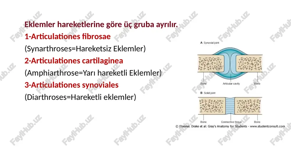 lipsoidea tipi eklemler: eklem yüzleri ovaldir. transvers eksen etrafında, sagittal düzlemde; fleksiyo-ekstansiyon, sagittal eksen etrafında, frontal düzlemde; abduksiyo-adduksiyon hareketleri yaplabilir. misal: articulatio radiocarpalis sellar tip eklemler: eklem yüzlerinden birisi eğer şeklindedir hem konkav, hem konvex şekle sahiptir. diğeri de ona uygun şekle sahiptir articulatio carpometacarpea pollicis. spheroid eklemler: eklem yüzlerinden konvex olanı, küre şeklinde olup, konkav olan yüz, onu içine alacak biçimdedir. her üç eksen etrafında tüm hareketleri yapabilir. ayrıca tüm hareketlerin birleşimi olan çember şeklinde sirkumduksiyon hareketi de yapılabilir. articulatio humeri: omuz eklemi plana cinsi eklemler: eklem yüzleri düzdür hafif kayma hareketi yapılır el ve ayak bileğindeki kemikler arasında ekleme katılan kemik uçlarının birbirinden uzaklaşmasını önleyen faktörler: eklem boşluğundaki negatif basınç, eklem kapsülü ve eklem bağları eklem çevresindeki kas ve tendonlar eklem yüzlerinin şekli dış atmosfer basıncı eklem kapsülü hareketli eklemlerin en önemli özelliğidir. eklemi sarar, eklem yüzlerini bir arada tutar. eklem kapsülü iki tabakalı bir yapı gösterir. membrana …