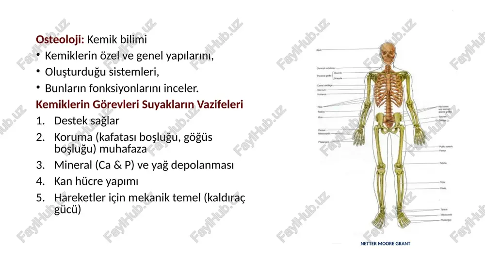 um tabakası=osteojen tabaka): osteoblastlar bulunur. gelişimini tamamlamış kemiklerde bulunmaz, osteoblastlar osteositlere dönüşür i̇htiyaç halinde tekrar osteoblastlara dönüşürler. www.liberaldictionary.com periosteum kemik dokuyu sınırlar ve korur kemik oluşumu ve tamirini sağlar etraf dokular yani kaslar, bağlar gibi oluşumlar, periosteum aracılığıyla kemiğe tutunurlar. damar ve sinirlerin kemiğe girişini sağlar (beslenme ve duyu) -kan damarları -sinirler (yırtılma ve gerilmeye çok hassas) -lenf damarları periost tahrip olursa, kemik dokusu ölür van de graaff human anatomy endosteum kemik iç boşluklarını kaplayan bağdokusu yapılı zar osteblastlar yer alır kemik iliği spongioz doku içerisinde cavitas medullaris denilen boşluklar yer alır. bu boşluklarda medulla osseum denilen kemik iliği bulunur. 1. medulla osseum rubra: kırmızı kemik iliği- kan hücrelerinin oluşumu 2. medulla osseum flava: sarı kemik iliği- yağlar yeni doğanda kemikler büyük oranda kırmızı kemik iliği ile doludur. yaş ilerledikçe, sarı kemik iliği ile yer değiştirir ve sarı renk alır. yetişkinlerde, kırmızı kemik iliği, pelvik kemikler, kostalar, vertebralar gibi kemiklerde …