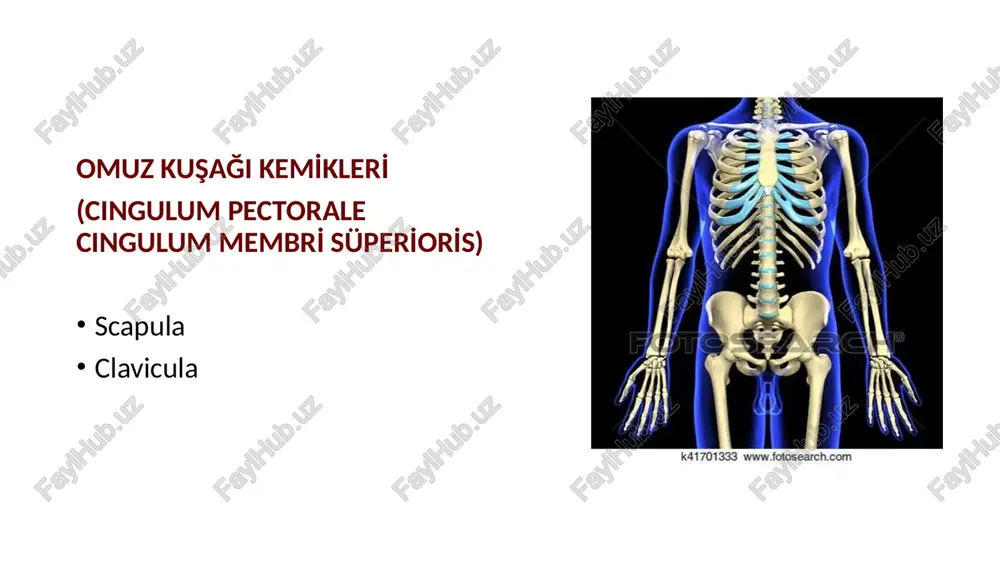 articularis vardır. eklem tipi: sellar tipi eklemdir eklem bağları: capsula articularis lig.sternoclavicularis anterior lig. sternoclavicularis posterior bu iki ligament, eklemi ön ve arkadan kuvvetlendirir. lig.costoclavicularis lig.interclavicularis hareketleri: sagital eksende: elevasyon, depresyon vertical eksende: öne, arkaya clavicula uzun ekseni üzerinde: rotasyon hareketi scapula ile birlikte hareket eder. eklem, sağlam olup çıkıklar nadirdir. travmalarda kırıklara daha fazla rastlanır. art.acromioclavicularis eklem yüzeyleri: scapula: facies articularis acromialis ile clavicula: facies articularis acromialis arasında eklem yüzleri arasında discus articularis bulunmaktadır. eklem yüzleri fibröz kıkırdak ile kaplıdır. • eklem tipi: plana tipi eklemdir eklem bağları: capsula articularis lig. acromioclaviculare: eklemi üstten destekler lig. coracoclaviculare: iki parça -lig. trapezoideum -lig. conoideum clavicula’dan proc. coracoideus’a uzanır. eklemin stabilizasyonundan sorumlu olan en kuvvetli bağdır. lig. acromioclavicularis lig. trapezoideum lig. conoideum scapula üzerinde eklemlerle ilişkisi bulunmayan ligamentler: lig. coracoacromiale: omuz ekleminin (art.humeri) yukarı yer değiştirmesini engeller. lig. transversum scapula sup: i̇nc.sca pula’yı üstten sırlayarak bir foramen haline getirir. i̇çinden n.suprascapularis,üstünden …