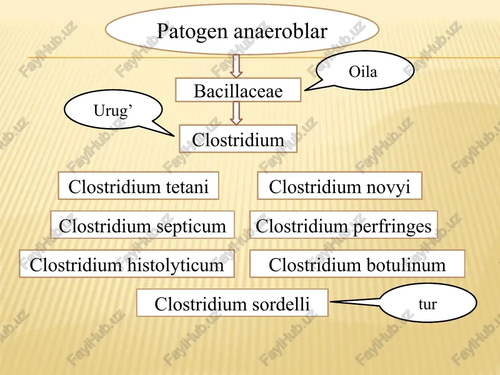 gens biokimyoviy xususiyati va toksin hosil qilishi qandlarni kislota va gaz hosil qilib parchalaydi tezda nitratlarni nitritlarga qaytaradi, indol hosil qiladi ekzotoksinlari: alfa gemolizin, beta-nekrotoksin, va enterotoksin clastridium novyi yirik, polimorf, ikki cheti bir oz bukilgan tayoqcha boʼlib, uzunligi 4,7 – 22,5 mkm eni 1,4 – 2,5 mkm. alohida-alohida joylashishi mumkin. koʼpincha kalta zanjirga oʼxshab joylashadi, harakatchan, 20 ga yaqin xivchinlari bor, peritrix, grammusbat, tashqi muhitda spora hosil qiladi o’sishi glyukozali qonli agarda r-shakldagi, gemoliz halqasiga ega boʼlgan koloniyalarni, agar ustunchasida esa momiqqa oʼxshash, atrofiga ingichka ipchalar tarqalgan koloniyalarni hosil qiladi clostridium septicum polimorf, uzunligi 3,4 – 14,1 mkm, eni 1,1 – 21,5 mkm, harakatchan, peritrix, grammusbat, tashqi muhitda spora hosil qiladi, kapsula hosil qilmaydi. biokimyoviy xususiyati va toksin hosil qilishi ekzotoksinlari: kuchli ekzotoksinlar. xayvonlar eritrotsitlarini gemolizga uchratadi. gialuronidaza, neyraminidaza, kollagenaza, fibrinolizin boshqa klostridiyalarga nisbatan ancha mayda, uzunligi 1,6 – 3 mkm, eni 0,6 – 1mkm . harakatchan, tuxumsimon, spora …