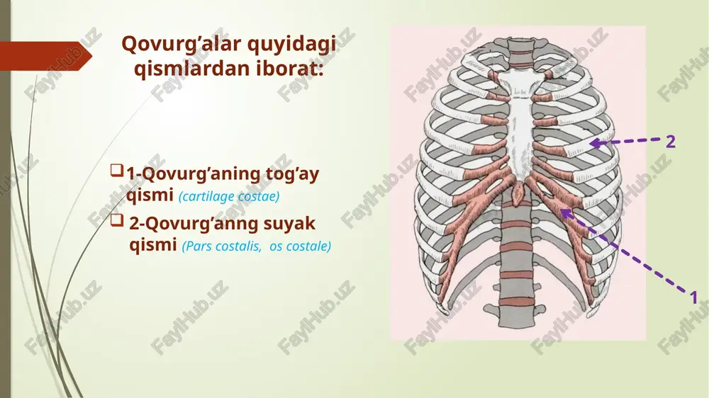 icle manubrumot sternum attachment site for rib | sternal angle articular (manubriosternal demifacets joint) for rib il transverse ridges articular facets for ribs ill -vi body of sternum articular facets for rib vii xiphoid process /docprops/thumbnail.jpeg qovurg’alar va to'sh suyagi