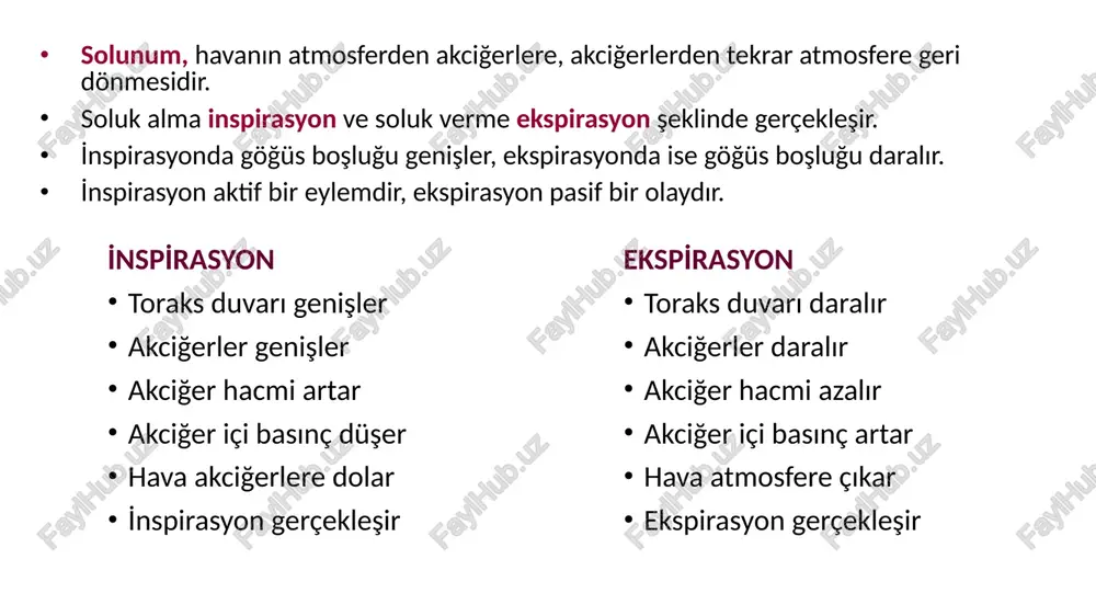 t/slides/slide17.xml ppt/slides/slide18.xml ppt/slides/slide22.xml ppt/slides/slide25.xml ppt/slides/slide26.xml ppt/slides/slide27.xml ppt/slides/slide28.xml ppt/slides/slide30.xml ppt/slides/slide32.xml ppt/slides/slide9.xml [content_types].xml _rels/.rels docprops/custom.xml solunum sistemi systema respiratorium anatomi̇ hücresel solunum: besin maddeleri parçalanarak enerji elde edilir. o2 kullanılır, su ve co2 oluşur hücresel solunumun devamı için sürekli oksijene ihtiyaç vardır artık maddelerin atılması gerekir. artık maddelerin gerekli organlara taşınması için kan, aracı olarak kullanılır. gazlar solunum sistemi ile atılır, sıvı maddeler boşaltım sistemiyle atılır solunum, havanın atmosferden akciğerlere, akciğerlerden tekrar atmosfere geri dönmesidir. soluk alma inspirasyon ve soluk verme ekspirasyon şeklinde gerçekleşir. i̇nspirasyonda göğüs boşluğu genişler, ekspirasyonda ise göğüs boşluğu daralır. i̇nspirasyon aktif bir eylemdir, ekspirasyon pasif bir olaydır. i̇nspi̇rasyon toraks duvarı genişler akciğerler genişler akciğer hacmi artar akciğer içi basınç düşer hava akciğerlere dolar i̇nspirasyon gerçekleşir ekspi̇rasyon toraks duvarı daralır akciğerler daralır akciğer hacmi azalır akciğer içi basınç artar hava atmosfere çıkar ekspirasyon gerçekleşir solunum sisteminin görevleri nefes alıp verme (dışarıdan alınan havanın akciğerlere taşınması) sesin oluşumu nefesin tutulması …