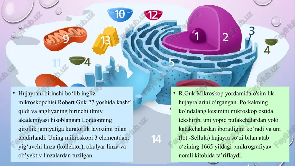 malar nervlar vositasida boshqariladi va o‘zaro munosabatda bo‘ladi. ontogenez - homila hosil bo‘lib, uning tana a’zolari rivojlana boshlagan davrdan qarilik davrigacha kuzatiladigan o‘zgarishlarni o‘rganadi. prenatal - ontogenez bo‘limi a’zolar shakllangandan boshlab, tug‘ilishgacha bo‘lgan davrdagi o‘zgarishlarni o‘rganadi. tayanch va harakat apparati tarkibiga suyaklar, bo‘g‘imlar va mushak tizimlari birlashadi. ichki a’zolar bo‘limi o‘z ichiga hazm, nafas va ichki a’zolar tizimini birlashtiradi. suyak turlari (tasnifi). odam skeleti joylashishiga ko‘ra quyidagi guruhlarga bo‘linadi: 1. tanadagi suyaklar: umurtqalar, qovurg‘alar, to‘sh suyagi. 2. kalla suyaklari: yuz qismi suyaklari, miya atrofidagi suyaklar. 3. yelka kamari suyaklari: kurak suyagi, o‘mrov suyagi. 4. qo‘l suyaklari: yelka, tirsak, bilak va qo‘l panjasidagi suyaklar. 5. chanoq suyaklari. 6. oyoq suyaklari: son, katta boldir, kichik boldir va oyoq panjasidagi suyaklar odam tanasidagi suyaklar joylashishiga qarab bir necha qismga bo‘lib o‘rganiladi: bosh, gavda, qo‘l va oyoq suyaklari. bosh suyagi 23 ta suyaklarning birikishidan tashkil topgan bo‘lib ikki qismga bo‘linadi: miya qutisi suyaklari va …