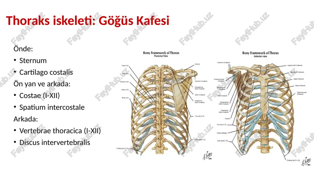 ır. n. i̇ntercostalis i r. lateralis ve r. anterior yok r. sup, plexus brachialis’e katılır r. i̇nferior: n. intercostalis i: spatium intercostale i’de seyreder n. i̇ntercostalis ii: r. lateralis: n. i̇ntercostobrachialis: -axilla tabanının deri innervasyonu -n.cutaneus brachi medialis’e katılarak kolun iç yüzünün deri innervasyonu n. i̇ntercostalis vii-ix thoraks ve abdomen duvarını innerve eder, m. obliquus abdominus internus ve m. transversus abdominus arasında seyreder. n. i̇ntercostalis xii: n. subcostalis adını alır. r.cutaneus lateralis’i, gluteal bölge’yi innerve eder thoraks deformiteleri pectus carinatum: güvercin göğsü pectus excavatum: kunduracı göğsü image1.jpeg image2.jpeg image3.jpeg image4.jpeg image5.jpeg image6.jpeg image7.jpeg image8.jpeg image9.jpeg image10.jpeg image11.jpeg image12.jpeg image13.jpeg image14.jpeg image15.jpeg image16.jpeg image17.jpeg image18.jpeg image19.jpeg image20.png image21.jpeg image22.jpeg image23.jpeg image24.jpeg image25.jpeg image26.jpeg image27.png image28.jpeg image29.jpeg image30.jpeg image31.jpeg image32.jpeg bony framework of thorax iar vew costalcartiage ‘of the 12th 1b ‘ath ab superior thoracic aperture first band costal cartiage ‘superior border ‘of manubrium | body of sternum xiphistomal joint infrasteral(subcos angle …