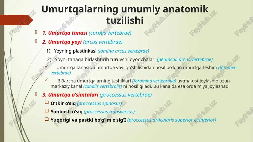rtebrae va foramen vertebrae differensirovkasi cervicalis (7) thoracic (12) lumbalis (5) tipik bo’yin umurtqalari sulcus nervi spinalis tuberculum anterius et posterius foramen transversarium atipik bo’yin umurtqalari: atlas (c1) atlasning umurtqa tanasi, o’tkir o’sig’i va bo’g’im o’siqlari mavjud emas! u 3 qismdan iborat: oldingi ravoq (yoy) - arcus anterior atlantis orqa ravoq (yoy) - arcus posterior atlantis lateral massa - massa lateralis atlantis arcus anterior atlantis umurtqa oldingi ravog’ining (arcus anterior atlantis) oldingi yuzasida atlantning oldingi do’mboqchasi (tuberculum antrerius) va orqa yuzasida ikkinchi bo’yin umurtqasinng tishsimon o’sig’i uchun bo’g’im yuzasi (fovea dentis) joylashgan. arcus anterior atlantis tuberculum anterius fovea dentis arcus posterior atlantis atlasning orqa ravog’ida quyidagi tuzilmalar mavjud: orqa do’mboqcha (tuberculum posterius) umurtqa arteriyasi ariqchasi (sulcus arteriae vertebralis) – bu ariqchadan umurtqa arteriyasi o’tadi. arcus posterior atlantis sulcus arteriae vertebralis tuberculum posterius lateral massa (massae laterale) lateral massada quyidagi tuzilmalar joylashgan: facies articularis superior – ensa suyagi bilan birikadi facies …
