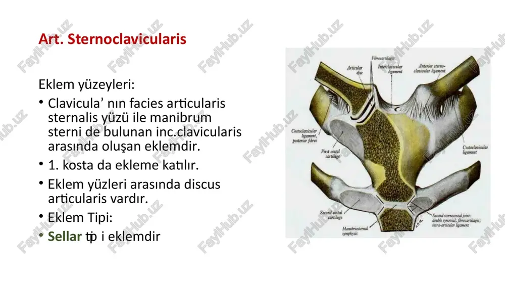 yaparak cavitas glenoidalis yukarı bakarsa, 180 dereceye çıkar. -adduksiyon: 15 d kadar. -iç rotasyon-dış rotasyon: 90 d (toplam) radius ve ulna da harekete katılırsa: 120 derece, omuz da harekete katılırsa: 210; clavicula da harekete katılırsa: 360 d -circumductio hareketlerini yapar. bursa bursa, içi synovial sıvı dolu olan yapılardır ve kemik veya tendonlar arasında yer alarak yastıkçık görevi görür ve hareket esnasında bu yapıların sürtünmeden dolayı yıpranmasını önler. -subscapular bursa: m. subscapularis’in tendonu ile scapula arasında yer alır eklem boşluğu ile irtibatlıdır -subacromial bursa: m. deltoideus ile m. supraspinatusun arasındadır eklem boşluğu ile irtibatı yoktur. -subcoracoid bursa: proc coracoideus’un altında omuz ekleminde kapsül geniş, bağlar zayıf olduğu için, vücudun en hareketli eklemidir en fazla çıkık görülen eklemidir articulatio cubiti (dirsek eklemi) ortak bir kapsülle sarılı üç eklemden meydana gelmiştir. articulatio composita grubu üç kemik arasında: humerus-radius-ulna üç eklem: articulatio humeroulnaris articulatio humeroradialis articulatio radioulnaris eklem yüzleri hyalin kıkırdakla kaplıdır 1. art. …