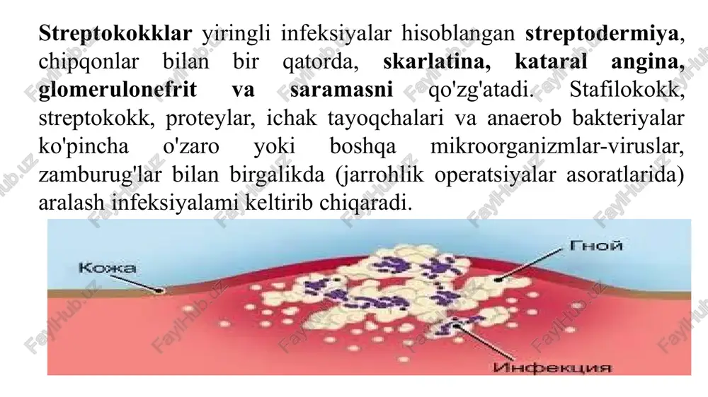 hiq, yallig'lanish ekssudati, siydik, qon ahlat, qusuq moddalari, oshqozon chayilgan suv. plevra, teri. jinsiy a’zolar va boshqa a’zolardan biologik suyuqliklar. oziq-ovqatlar (tvorog, sut, tort, kremlar va bosh qalar) tekshiriladi. laboratoriya tashxisini birinchi bosqichida bakterioskopik usuldan foydalaniladi. preparat (surtma) tayyorlab gramm usulida bo‘yaladi va mikroskop ostida kuzatiladi. surtmada grammusbat bo'yalgan va uzum shingiliga o'xshagan sharsimon mikroorganizmlar koiinsa, unda stafilokokk mikrooorganizmi borligi aniqlangan bo'ladi. bakteriologik usulda: yiring yoki ekssudatni sut tuzli agar yoki tuxum sarig‘i qo'shilgan tuzli agar, 5%li qonli agar va boshqa oziq muhitlarga ekib, keyin mikro organizmlar ekilgan petri kosachalarini 18-24 soatgacha termostatda saqlanadi. ikkinchi bosqichda esa mikroorganizmlar ekilgan petri kosachalari termostatdan olinib, unib chiqqan koloniyalar o'rganiladi. agarda gumonli koloniyalar borligi aniqlansa, unda bu koloniyadan surtma tayyorlab gramm usulida mikroskop ostida kuzatiladi va sof kultura ajratib olish uchun qiya qotirilgan oddiy agarga ekib 18-24 soatgacha termostatda qoldiriladi. uchinchi bosqichda 18-24 soatdan keyin qiyshiq agar termostatdan olinib, unda o'sib chiqqan kultura …