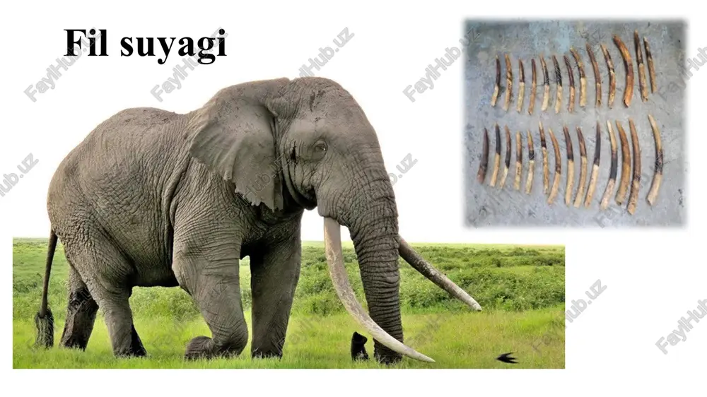 buyukgeografikkashfiyotlar - Page 3
