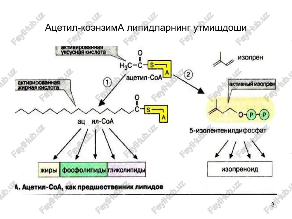 anichkovning infiltratsion nazariyasi. 2.a.a.myasnikovning nerv-metabolik nazariyasi 3.i.v.davidovskiyning gerontologik nazariyasi. 4.klimov, blyumental autoimmun nazariyasi 5.a.szceklik lipidlar peroksidlanish jarayonining ortishi bilan boglik bulgan gipotezasi 6.french inkrustitsion nazariyasi 7.mikroelementlarning roli 8.azot oksidining roli 9.infektsiyalar roli va boshkalar 31 lp almashinuvi buzilishini bartaraf etuvchi asosiy koidalar: 1.10%ga kabul kilinayotgan yoglarni kamaytirish 2.tuyingan yog kislotalar iste'molini kamaytirish 3.tuyinmagan yog kislotalarga boy ovkatlarni iste'mol kilish 4.kletchatkani kuprok iste'mol kilish 5.margarin, kuy va mol yoglarni usimlik moylariga almashtirish 6.xolesterin kup saklaydigan maxsulotlarni kamrok iste'mol kilish 7.ovkat tarkibidagi tuz mikdorini kamaytirish 32 ateroskleroz rivojlanishiga olib keladigan omillar: 1.anik omillar -dislipoproteinemiya, giperxolesterinemiya, gipertriglitseridemiya, gipo-alfa-lipoproteinemiya, arterial gipertoniya, chekish 2.extimolli omillar -kandli diabet, emotsional stress, irsiy omillar 3.mumkin bulgan omillar -semizlik, gipodinamiya 33 fosfo- va glikolipidlar fosfolipidlar energetik axamiyatga ega emas. xujayra membranalrining kurilishi va funktsiyasini bajarishda,membrana va lizosomal fermentlar faolligida, nerv impulslar utkazishda, kon ivishida, immunologik reaktsiyalarda, xujayra proliferatsiyasi va tukima regeneratsiyasi, nafas zanjirida elektronlarni tashishda rol uynaydi. lipoproteid komplekslarning …