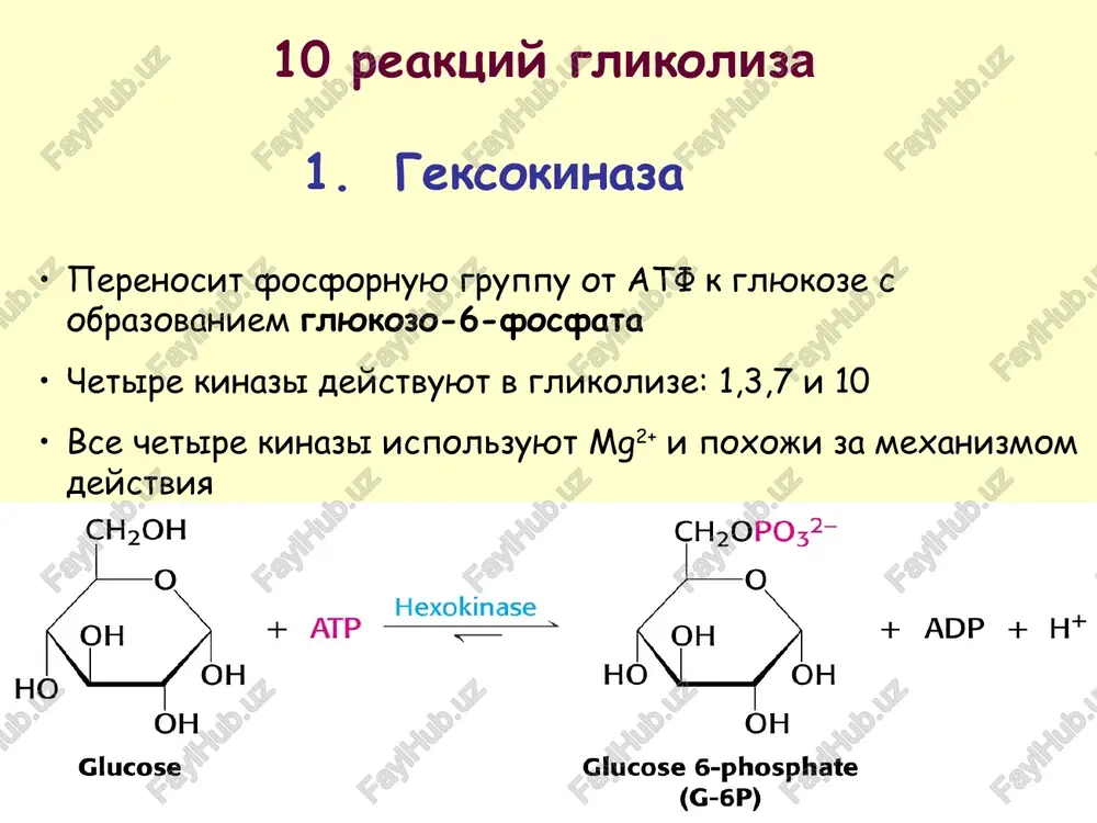 nshe glyukozi ispolzuetsya. v anaerobnix usloviyax prevrashenie glyukozi v piruvat namnogo bistree, chem v aerobnix effekt pastera – glikoliz v prisutstvii kisloroda protekaet medlennee. * ho ch20oh oh oh glucose oh + atp hexokinase ——— ch,opo32- o oh ho oh oh glucose 6-phosphate (g-6p) + adp + ht ch,opo32- h oh h ho oh glucose 6-phosphate (g-6p) aol oe —— os »—t_on li4s0p0, glucose 6-phosphate (open chain form) ow -ch.oh cg. 2-q3poh ch2oh ho—c—h ospohlc 4 — = hho h—c—oh h oh h—c—oh ho h ch2opo32- fructose 6-phosphate fructose 6-phosphate (open chain form) (f-6p) 2-03poh,c ch2oh 2-o3poh,c ch20po;2- 0 phosphofructokinase 0 ho + atp ho + adp + h* oh oh oh oh fructose 6-phosphate fructose 1,6-bisphosphate (f-6p) (f-1, 6-bp) oie ox, _-ch2opos | dihydroxyacetone o. _-ch,0p037" — phosphate “¢ "0 ] . (dhap) ho—-c—h h h—c—oh + h 0 “huge a ae c meen | glyceraldehyde ch,opo32- h—c—oh evan …