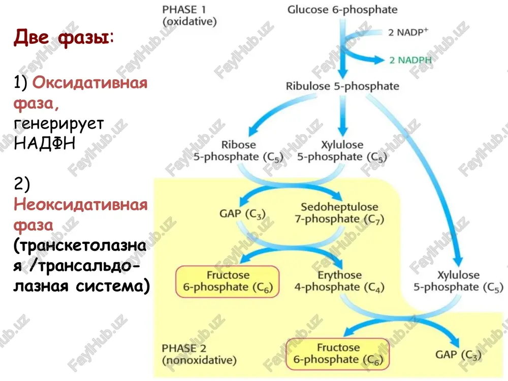 pentozofosfatniy put - Page 3