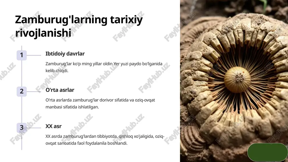 r tayyorlash olingan moddalardan turli dori-darmon vositalari ishlab chiqariladi. 10 zamburug'larni yetishtirishning zamonaviy usullari 50% intensiv yetishtirish zamonaviy fermalarda zamburug'lar issiq, namli va kontrollangan muhitda 50% unumdorlikda yetishtirilib, an'anaviy usullardan ancha unumliroq bo'ladi. 1-2 hafta tez o'sish zamburug'lar odatda 1-2 hafta ichida to'liq o'sishib, yig'ib olish uchun tayyor bo'ladi. 10x miqyosni oshirish zamonaviy yetishtirishda mahsuldorlik odatdagidan 10 baravar yuqori bo'ladi. 11 xulosa va tavsiyalar ko'p turli va qiziqarli dunyosi zamburug'lar g'alati, rangi, shakli va xususiyatlari bilan alohida o'rin egallaydi. ahamiyatli ekologik roli ular ekotizimlar uchun juda muhim bo'lib, ularni sog'lom saqlashda ishtirok etadi. ko'p jihatdan foydali oziq-ovqat, dorivor va sanoat xomashyosi sifatida keng qo'llaniladi. ehtiyotkorlikni talab qiladi turli xil zamburug'lar zaharli yoki noyob bo'lishi mumkin, shuning uchun ularni sinchkovlik bilan o'rganish va nazorat qilish kerak. 12 image1.png image2.png image3.png image4.png image5.png image6.png image7.png image8.png image9.png image10.png image11.png image12.png image13.png @ made with gamma