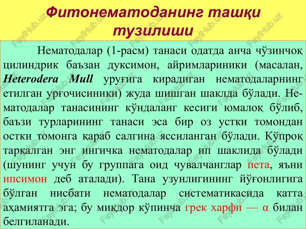 i. ayiruv organlari. to'qimalar parchalanishidan hosil bo'lgan mahsulotlarni organizmdan tashqariga chiqarib tashlovchi ekskretor organlar ba'zi nematodalarda topilmagan. ko'pchilik nematodalarning bu organlari tana bo'ylab ketgan ikkita kanaldan iborat, bu kanallar tananing yon yo'llariga joylashgan. bu kanallar nematoda tanasining oldingi qismida, yon yo'llardan tashqarida bir-biri bilan qo'shilib, bitta toq qisqa kanal yoki rezervuar hosil qiladi; bu kanal chuvalchang tanasining oldingi qismida ostki tomondagi bitta teshikka tutashadi. boshqa nematodalar tana bo'shlig'ida esa hammasi bo'lib bitta yirik, ko'pincha uzunchoq ekskretor hujayra bo'ladi. bu hujayraning tashqariga ochiladigan teshigi bo'ladi yoki teshigi bo'lmaydi. tashqariga ochiladigan teshigi bo'lmagan taqdirda hujayra so'rib olgan ekskretorlarni o'zida saqlaydi. jinsiy sistema. juda ko'pchilik nematodalar ayrim jinsli, faqat ozgina turga oid nematodalar germafrodit bo'ladi. nematoda tanasi ingichka bo'lgani tufayli juft organlar odatda bir-biriga parallel holda joylashmay, balki bulardan biri oldingi tomonga, ikkinchisi esa orqa tomonga qarab yo'nalgan bo'ladi. ba'zi nematodalar tuxumi bachadonda rivojlanishi va nematoda tirik bola tug'ishi ham mumkin. jinsiy organlar …