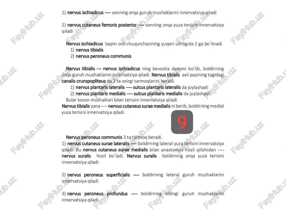a ko'tarilib, 12-juft bosh miya nervidan chiqadigan ramus descendens bilan til osti suyagi tanasining yon tomonida birlashib, bo’yin sirtmog’i --- ansa cervicalis ni hosil giladi. bu til osti suyagining ostki mushaklarini innervatsiya qiladi aralash tola: 1) nervus phrenicus --- c 3- c4 yoki c4- cs orga miya nervining oldingi shoxlarini qo’shilishidan hosil bo‘ladi. nervus phrenicus apertura thoracica superior ga yaqinlashganda o’ngi o’mrov osti arteriyasi va venasi orasi orgali o’tib, ko krak bo’shig‘ining ichiga kiradi. chapi umumiy uyqu arteriyasi bilan o’mrov osti arteriyasi orasidan o'tib, ko’krak bo'shlig‘ining ichiga kiradi. uning sezuvchi tolalari --- pleura, pericard, peritonium ni innervatsiya qiladi. harakat tolalari diaphragma ni innervatsiya qiladi. bel chigali ---- plexus lumbalis thiz2- l4 orga miya nervi oldingi shoxlarining go’shilishidan hosil bo'ladi. tarmoglari 2 guruhga bo'linadi. 1) kalta tarmoqlari 2) uzun tarmoglari kalta tarmoqlari: 1) ramus muscularis -- musculus iliacus, musculus psoas major, musculus psoas minor, musculus quadratus lumborum larni innervatsiya qiladi. uzun …