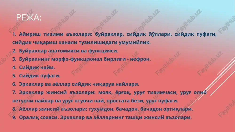 yo'nalishga ega – tubulus renalis rectus. ular asta-sekin o'zaro qo'shilishi natijasida 15–20 ta kalta naychalar – ductus papillares hosil qilib, piramidaning uchi (foramina papillaria)ga ochiladi. demak, kapsula bo'shlig'ida qon tomirli koptokchadan filtrlanish yo'li bilan hosil bo'lgan birlamchi siydik ushbu ultrafiltrat oqsillari bo'lmagan qon plazmasiga tarkibi jihatidan yaqindir. birlamchi siydik buyrak naychalaridan o'tayotganda organizmga kerakli bo'lgan suv, mineral tuzlar va boshqa kerakli moddalar qayta shimiladi, natijada haqiqiy siydik paydo bo'ladi. siydik piramida so'rg'ichni o'rab turgan kichik kosachalar (calyces renalis minores) ga quyiladi. 8–9 ta kichik kosachalar o'zaro qo'shilib, 2–3 ta katta kosacha – calyces renalis majores ni, ular o'zaro qo'shilib, buyrak jomi – pelvis renalis ni hosil qiladi. jom buyrak darvozasidan chiqishi bilan siydik yo'liga davom etib, qovuqqa ochiladi. buyrak topografiyasi. buyrakning orqa yuzasi qorin devoriga (mushaklarga) va diafragmaga tegib turadi. har ikkala buyrakning yuqori uchi buyrak usti bezi bilan qoplangan. o'ng buyrakning old qismi tepadan jigarga, pastki qismi chambar ichakning …