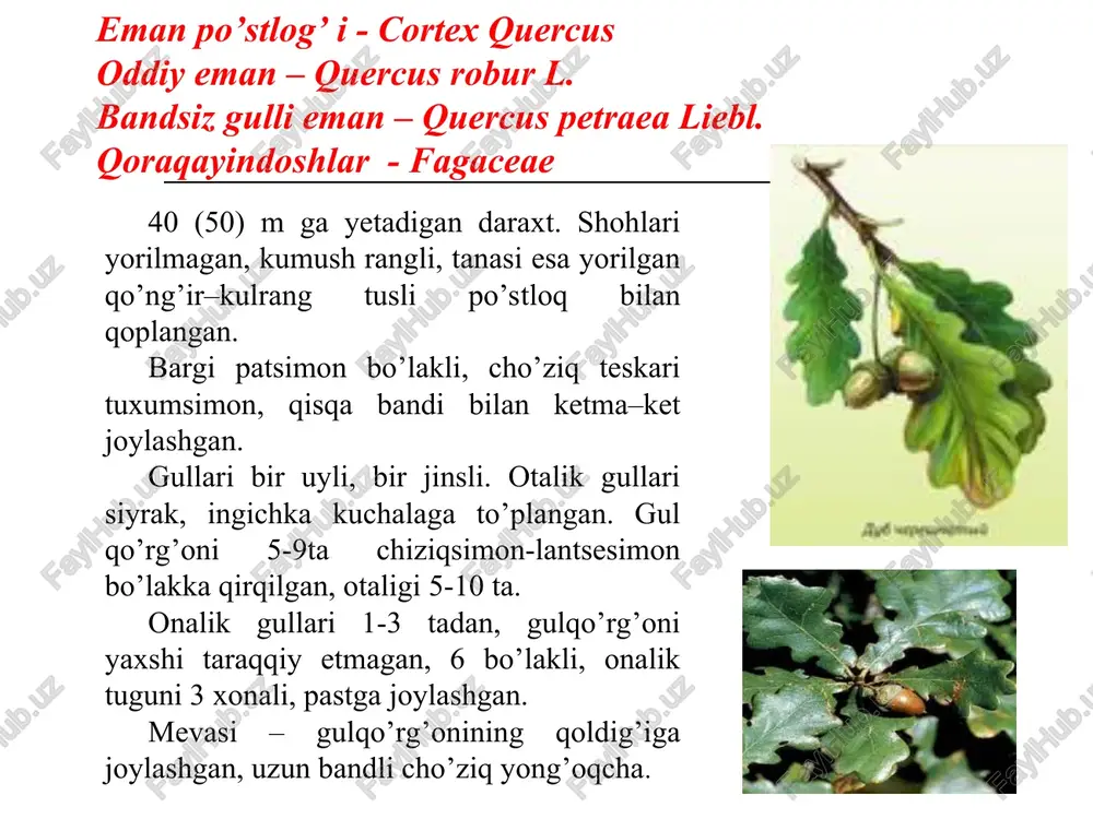 tiq, bir oz yassi, tashqi tomoni ko’ndalangiga qalqonsimon yo’g’onlashgan, pastki tomonida qirqilgan ildizlarning o’rni qolgan ildizpoyadan iborat. ildizpoya tekis sinuvchan, tashqi tomoni to’q qizg’ish - qo’ng’ir, ichi esa pushti rangli. uzunligi 3-5 sm (ba’zan 10 sm), yo’g’onligi 1,5-2 sm. mahsulot hidsiz, kuchli burishtiruvchi mazaga ega. kimyoviy tarkibi. 15-25% pirogallol guruhidagi oshlovchi moddalar, 0,44% galla va ellag kislotalari, katexin, antraxinon, vitamin c, 25% kraxmal va boshqalar bor. ishlatilishi. burishtiruvchi va antiseptik sifatida, me'da-ichak, og’iz bo’shlig’i kasalliklarida qo’llaniladi. dori turlari. suyuq ekstrakt - extractum bistortae fluidum, qaynatma, choylar tarkibiga kiradi. zangvizorba ildizi va ildizpoyasi – rhizomata et radices sanguisorbae dorivor zangvizorba - sanguisorba officinalis l. ra'noguldoshlar - rosaceae tik o’suvchi, qirrali, ichi kovak, yuqori qismi shohlangan. ildizoldi barglari uzun bandli, toq patli, 5-13 bargchalardan iborat. poyadagi barglari bandsiz, ketma-ket o’rnashgan, poyaning yuqori qismiga chiqqan sari kichiklashib boradi. gullari mayda, to’q qizil, cho’zinchoq boshcha shaklidagi boshoqsimon to’pgul. guli ikki jinsli, ikkita guloldi bargchasi …