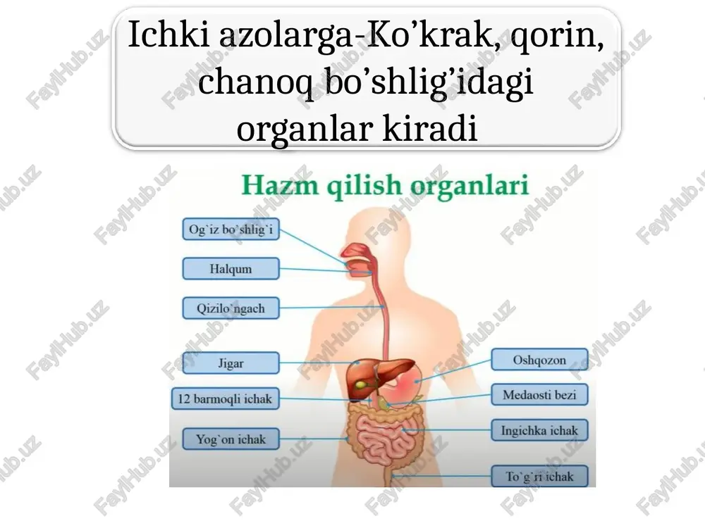 oylashgan. ovqatni qabul qilishda, chaynashda, halqumga yo’naltiradi. varaqasimon. kitob varaqlari kabi tilning yonlarida j,gan. tam bilishda hizmat qiladi. halqa b,n o’raglan. 7-15 ta b/b, til ildiz b,n tanasi chegarasida j,gan. tam bilishda hizmat qiladi. zamburug’simon. uchi yonida joylashgan. tam bilishda hizmat qiladi. 1 engak til osti muskuli. pastki jag’ suyaginining o’simtasidan boshlanib tilga tutuashadi. qisqarsa til orqaga pastga tortadi. 2 til osti muskuli. til osti suyagidan boshlanib, tilning yon tomonlariga tutashadi. til orqaga pastga tortadi. 3 bigz til muskuli. chakka suyagining bigzsimon o’sig’idan bsohlanib, tilning yon boshiga tutashadi. til orqaga pastga tortadi. til. faqat hazm azolariga kirmasdan, so’zlashda, talaffuz vositasida qatnashadi. old-uchi, o’rta til tanasi, orqa til ildizidan iborat. ustki yuzasida 4 xil so’rg’ich bor. til muskullari xususiy va sklet muskullaridan iborat. sklet muskullari 3 qismdan iborat, skletdan boshlab, tilga tutashadi 1 quloq oldi. yuz terisi ostida, chaynov muskuli ustida joylashgan. alohida bo’lakchalardan iborat. 25-30 g. fibroz parda bilan o’ralgan. …
