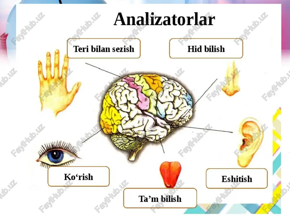 hiziq koiish o‘qi deb ataladi. narsalar tasviri to‘r pardaga kichkina va teskari boiib tushadi. narsa ko‘zdan qancha narida tursa, to‘r pardadagi tasvir shuncha kichik bo’ladi va aksincha, narsa ko‘zga yaqin tursa, to‘r pardadagi tasvir shuncha kata bo’ladi. kuz yukumli kasalliklari e’tiboringiz uchun katta rahmat ! 21 image2.jpeg image3.jpeg image4.jpeg image5.jpeg image6.jpeg image7.jpeg image8.jpeg image9.jpeg image10.jpeg image11.jpeg image12.jpeg image13.jpeg image14.jpeg image15.jpeg image16.jpg image17.jpeg image18.jpeg image19.jpeg image20.jpeg image21.jpeg image22.png image1.jpeg analizatorlar teri bilan sezish ] [ hid bilish ] : ta’m bilish cocyaneran cremoeuanoe canara panyrea. a pepeanaa 1-rasm. ko'z soqqa: 1- ko'z soqqasining og pardasi; 2- ko'z soqgasining shox pardasi;3- ko'zning gon fomir pardasi: 4- ko'zning ranaii 7 pardasi; 5- ko'zning oldingi bo'shlig’i (suyuqiik bilan. tollgan); 6- ko'z gorachigii; 7- ko’z gav~hari; 8- gavharr o'rab turuvchi kiprik-simon muskul; 9- shishasimo shared 10-ko 'zning to'r pardasi; 11- korish nervi. lyohares typ napaane up choyc tox napa a ‘tyn napaana \acturmarnamaa \ np …