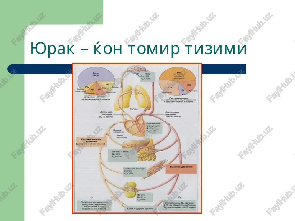 , normal va yuќori ko'rsatgichlardan nixoyatda yuќori ko'rsatgichlarga paroksizmal ortishi. gipertoniya kasalligi inson xayotining kuz fasli kasalligi bo'lib, ќishni ko'rishdan maxrum etadi. a.a.bogomolets javobsiz ќolgan emotsiyalar kasalligi. g.f.lang gipertoniya kasalligi etiologiyasi oliy nerv faoliyatining zo'riќishi; stressor ta'surotlar; irsiy moyillik; tuzli (osh tuzi) gipertoniya. gipertoniya kasalligi patogenezi tomir xarakati markazida patologik dominant uchok shakllanishi → simpatik markazlar faollashuvi→ tomirlarning tarkok spazmi→ yutx ortishi→ baroretseptorlar mikyosidagi depressorlar blokadasi→ buyraklar ishemiyasi, renin-angiotenzin tizimi faollashuvi→ xemoretseptorlarning katexolaminlarga nisbatan ta'sirchanligining ortishi→ tomir devori gipoksiyasi→ xujayra membranalari utkeazuvchanligining ortishi → xujayra ichida kaltsiy mikdorining ortishi (sillik mushak xujayralarining turgu kiskarishi)→ endotelin sintezining kuchayishi (sillik mushak xujayralari gipertrofiyasi va proliferatsiyasi)→ turgun arterial gipertenziya nefrogen simptomatik gipertenziyalar buyrak parenximatoz kasalliklari (gmn, pielonefrit, polikistoz,diabetik glomeruloskleroz, usmalar); vazorenal - buyrak magistral arteriyalarida kon aylanishining buzilishi (fibromuskulyar displaziya, tromboemboliya, nefroptoz); siydik ajralishining buzilishi (siydik tosh kasalliklari, gidronefroz, siydik yullarining ezilishi). endokrinopatik arterial gipertenziyalar birlamchi giperaldostronizm (konn sindromi); itsenko-kushing kasalligi va sindromi; …