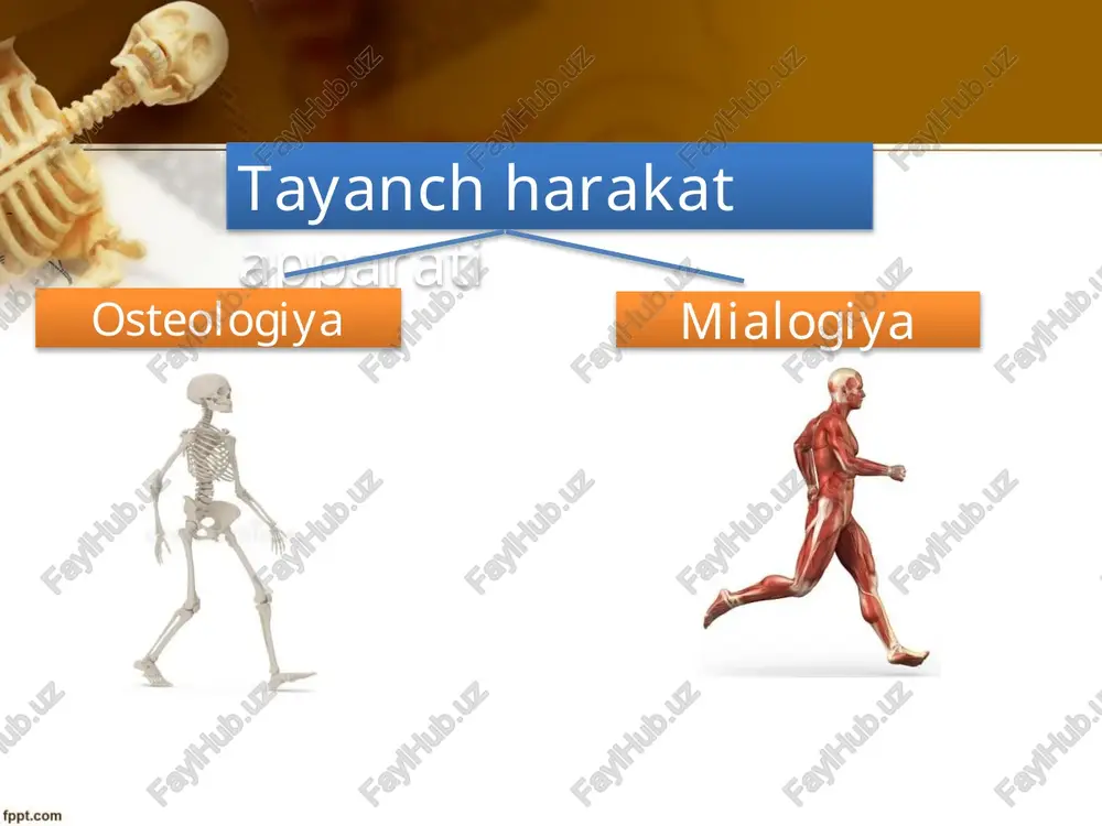 tayanch harakat tizimi va uning yoshga bog’liq xususiyatlari - Page 3