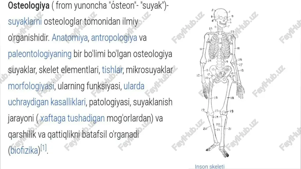 osteologiya (human skeleti) - Page 3