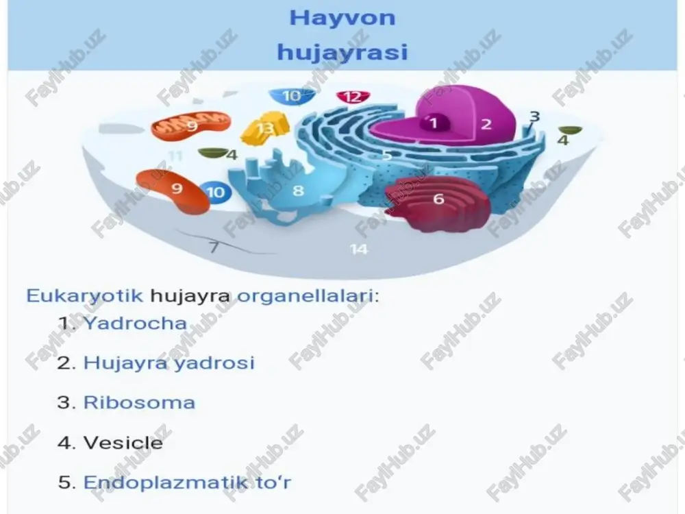 di. lon nasoslari kabi membrana ogsillari atp iste’moli bilan ion gradientlarini yaratishi mumkin, ular keyinchalik boshqa moddalarni membrana orqali tashish (birgalikda tashish) yoki harakat potentsiali kabi elektr impulslarini yaratish uchun ishlatilishi mumkin. sarkolemmaning o'ziga xos xususiyati shundan iboratki, u mushak hujayralarining sarkoplazmasiga kirib, t-naychalar yoki ko‘ndalang kanalchalar deb ataladigan tolalar ichida radial va bo‘ylama membrana kanalchalarini hosil qilish xususiyatiga egadir. ko‘ndalang kanalchalarning ikkala tomonida sarkoplazmatik organelaning terminal sisternal kengayishi (mushak bo‘lmagan hujayralarda endoplazmatik organella deb ataladi) mavjud. ikki sr sisternasi bilan o‘ralgan ko‘ndalang tubula triada deb nomlanadi va bu tuzilmalar orasidagi aloqga a va | tasmasi tutashgan joyda joylashgan hisoblanadi. hujayra biologiyasida membrana transporti biologik membranalar orqali ionlar va kichik molekulalarni otishini tartibga soluvchi mexanizmlar to'plamini anglatadi.!"! hujayraning ikki qavat fosfolipidlari orasida oqsillarning joylashuvi, hujayra orqali ba‘zi moddalarni o'tkazuvchan boshqalarini o'tishiga esa to'sqinlik qiladi. hujayra membranasi orqali moddalarning tashilishi, asosan, 3 turda bo'lishi mumkin: 1. passiv transport 2. aktiv transport …