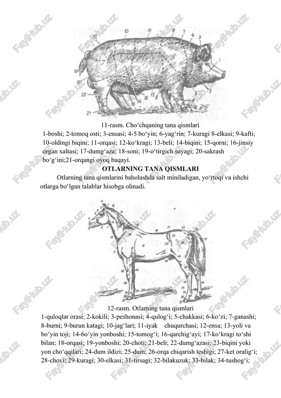 va 15 - qanot patlari; 16 va 17-boldiri; 18-tupig‘i; 19-tovoni; 20-tashqi barmog‘i; 21-o‘rta barmog‘i; 22 va 23-ichki barmog‘i; 24-o‘rta barmog‘i; 25-tashqi barmog‘i; 26-ensasi; 27-bo‘ynining ustki qismi; 28-bo‘ynining o‘rta qismi; 29-dum patlari; 30-bo‘ynining pastki qismi; 31-orqasining yuqori qismi; 32-orqasining o‘rta qismi; 33- beli; 34-dumining katta kokillari; 35- dumining mayda kokillari va qoplag‘ich patlari; 36-dumining bel kokillari; 37-dumining mayda qoplag‘ich patlari; 38-ikkinchi tartibli qanot patlari; 39-birinchi tartibli qanot patlari; 40-soni va boldiri; 41-orqa barmog‘i. topshiriq. ish daftarida har xil turdagi hayvonlar tasviridan foydalanib ayrim tana qismlari chegaralarini belgilab nomlarini yozing. mustqil ishlash uchun topshiriqlar ( blits-so'rov hayvonlarni eksteryeriga qarab baholaganda tana qismlarini nima ahamiyati bor? sut yo'nalishidagi qoramollarni baholaganda qanday qismlarga e'tibor qaratiladi? go'sht yo'nalishidagi qoramollarni baholaganda qanday qismlarga e'tibor qaratiladi? otlarni baholaganda qanday qismlarga e'tibor qaratiladi? qo'ylarni baholaganda qanday qismlarga e'tibor qaratiladi? parrandalarni baholaganda qanday qismlarga e'tibor qaratiladi? )1.chorva mollarining tana qismlarini o‘rganish bo‘yicha blits-so‘rov savollari: image6.jpeg image1.jpeg image2.jpeg image3.jpeg image4.jpeg …
