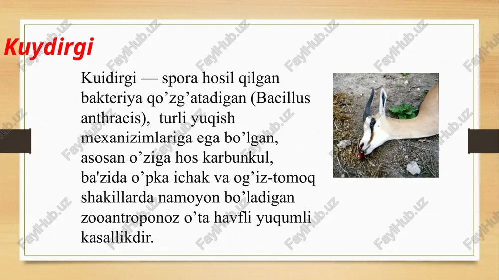 rini so’yish, go’shtini nimtalash va odamlarga tarqatib yuborish, iste’mol qilish oqibatida kelib chiqadi. epidemiologiya patogenezi kuidirgining ko’zgʻatuvchisi sog’lom organizmga tirnalgan teri, yuqori nafas yo’llari va oshqozon-ichak yo’lining shilliq pardasi orqali o’tadi. organizmga tushgan kuydirgi tayoqchalarining bir qismi fagotsitlar tomonidan yutiladi (fagotsitoz), qolgan kismi esa limfa va qon orqali butun organizm (jigar, taloq, o’pka, ichak devori, teri osti, biriktiruvchi to’qima va boshqalar)ga tarqaladi . teri orqali o'tish joyida qizarish va karbunkul paydo bo'ladi. ko'proq terining ochiq qismi zararlanadi. qo'l va bosh terisi bu borada eng xavfli hisoblanadi. klinikasi kuidirgining teri shaklida basillalar kirgan joyda 2-3 kundan so’ng kuchayadigan qizg’ish dog’ bo’lib, u tezda qizil tusli pufakcha (papula) ga ailanadi, pufakcha loika, qonsimon suyuqlik bilan tuladi va pustulaga aylanadi. uning qattiq qichishi tufayli bemor uni ko’pincha yorib tashlaidi. natijada u ko’mir rangini eslatuvchi to’q qizil rangli val ("dur haltasi") bilan o’ralgan infil’trataga aylanadi. uning atrofida ikkilamchi pustulalar paido bo’ladi. yara shishadi, yara …