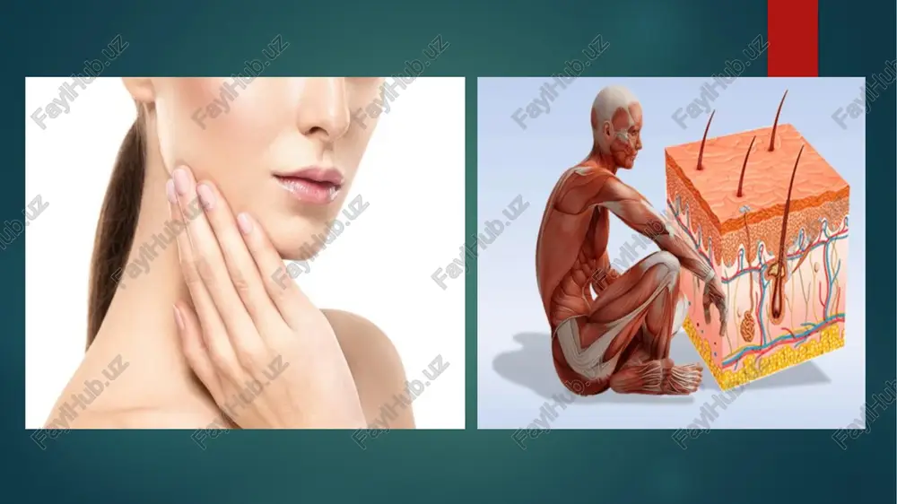 n pigmenti organizmni quyosh nurining zararli ta’siridan saqlab turadi. melanin pigmenti yetishmasa, terida har xil kattalikdagi gipopigmentli yoki depigmentlangan dog‘lar, masalan, vitiligo (pes) kasalligi paydo bo'ladi. 0‘zbekistonda ilk bor teri va tanosil kasalliklari kafedrasining ochihshh920-yili turkiston universiteti tashkil etilishi bilan bog‘liq. 1932-yilga kelib, toshkentda teri va tanosil kasalliklari ilmiy- tekshirish instituti ochildi. so‘zak, zaxm, terining zamburug‘li kasalliklari, vitiligo kabi kasalliklaming tarqalishi, etiologiyasi, patogenezi, tashxisi, davosi, oldini olish masalalari o‘rganildi. teri kasalliklarida ichki a’zolarining zararlanishi, kasbga aloqador teri kasalliklari, dermatomikozlar qo‘zg‘atuvchilarining turini aniqlash bo‘yicha ilmiy ishlar olib borildi. respublikamizda bu sohada olimlardan a.x abdullayev, x.n. xidirov, k.s. sulaymonov, m.m. obidov, u.m mirahmedov, a.sh. voisov, x.sh. shodiyev, s.s. aripov, k.a. yo‘ldoshev, x.k. shodiyev va a.b.rahmatovlar ilmiy tadqiqot va amaliy ishlar olib borishgan. ulaming teri va tanosil kasalliklarini keskin kamaytirishda xizmatlari kattadir. teri tushilishiga ko’ra 3 qismdan iborat: 1.epidermis 2.derma 3.gipoderma epidermis o’zi 3 qavatdan : 1.muguz qavat 2.yaltiroq qavat 3.donador qavat 4.tikansimon …