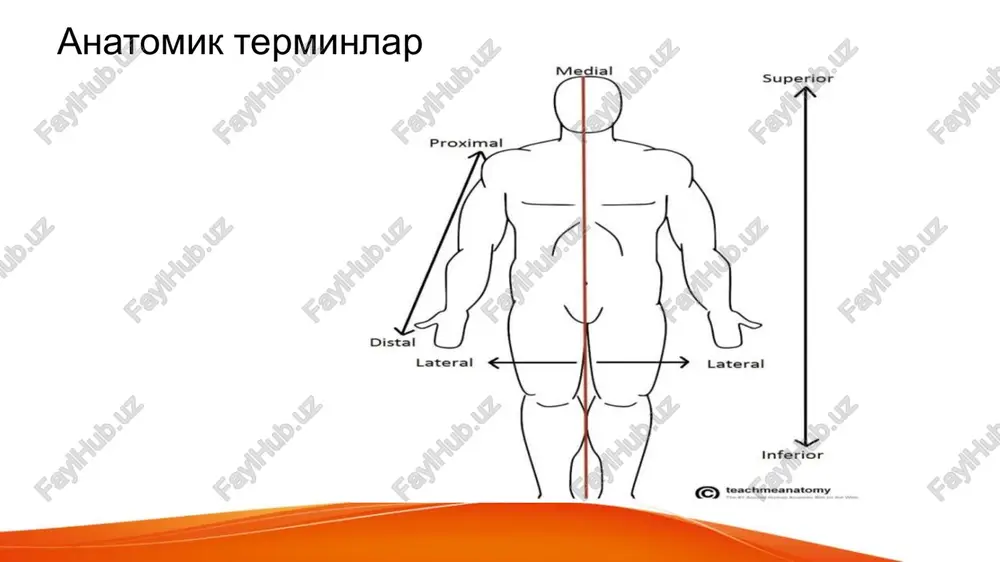 rales), oldingi va orqa ravoqlarining qo‘shilib joylashgan yonbosh qismining yuqori va pastki yuzalarida bo‘g‘im chuqurchalari (foveae articulares superiores et inferiores) ko‘rinadi. yuqori bo‘g‘im yuzasi oval shaklli bo‘lib, ensa suyagidagi do‘ngsimon o‘siq bo‘g‘im yuzasi bilan bo‘g‘im hosil qilib qo‘shiladi. massae laterales ning orqasida umurtqa arteriya egati (sulci a.vertebrales) bor. axis bo‘yinning ii umurtqasi (axis – o‘qli) tishsimon o‘siq yoki tish (dens)ning bo‘lishi bilan boshqa hamma umurtqalardan ajralib turadi. ikkinchi umurtqa tishi birinchi umurtqa ravog‘ining ichki tomonida bo‘g‘im yuzasi (facies articularis anterior) bilan birlashib turishi kallaning har tomonga burilishiga imkon tug‘diradi. tishsimon o‘siq silindrsimon shaklli bo‘lib, uning uchi (apex) bor. o‘siqning oldingi yuzasida joylashgan bo‘g‘im yuzasi (facies articularis anterior) atlantning oldingi ravog‘ining ichki yuzasidan bo‘g‘im chuqurchasi (fovea dentis) bilan bo‘g‘im hosil qilib qo‘shilsa, dens ning orqa bo‘g‘im yuzasi (facies articularis posterior) esa atlantning ko‘ndalang joylashgan boylami bilan qo‘shiladi. axis ning ikki yonboshida joylashgan yuqori bo‘g‘im yuzasi (facies articularis superior) atlantning pastki bo‘g‘im …