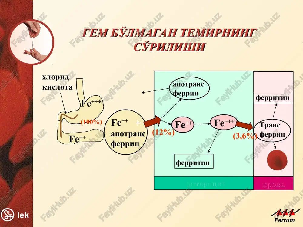 ne vliyaet solyanaya kislota jeludochnogo soka. gemovoe jelezo zaxvativaetsya spetsialnimi retseptorami na membrane kletok slizistoy kishechnika. posle togo, kak iz prosveta jkt gemovoe jelezo postupaet v kletki slizistoy, proisxodit raspad gema na porfirinovoe koltso i jelezo. dalee odna chast visvobodivshegosya jeleza okislyaetsya tseruloplazminom do trexvalentnogo i v takom vide chast ego postupaet v krov, gde prisoedinyaetsya k transferrinu i transportiruetsya k organam krovetvoreniya, a drugaya vstraivaetsya v ferritin i ostaetsya v kletke. temirning so'rilishi balanslangan ovqat ratsioni orqali organizmga 10-20 mg sutkasiga temir kiradi , lekin faqat 10 – 12 %, ya'ni 1-2 mg temir so'riladi. gemli temir juda yaxshi so'riladi- 17-22 %, gem bo'lmagan temirga qaraganda -1-7 % (moore c.v.,1974). ko'krak sutidagi temir so'rilishi maxsus mexanizm orqali 38-49 % tashkil qiladi.(mcmielan i.a.et al.,1976; saarinen i.m.,1977; who,1980). pri vozniknovenii jelezodefitsita absorbtsiya mojet vozrastat v 2-3 raza, pri etom budet transportirovatsya uje 90% vsosavshegosya jeleza. temirning organizmda tarqalishi 8-10% mioglobinda va …
