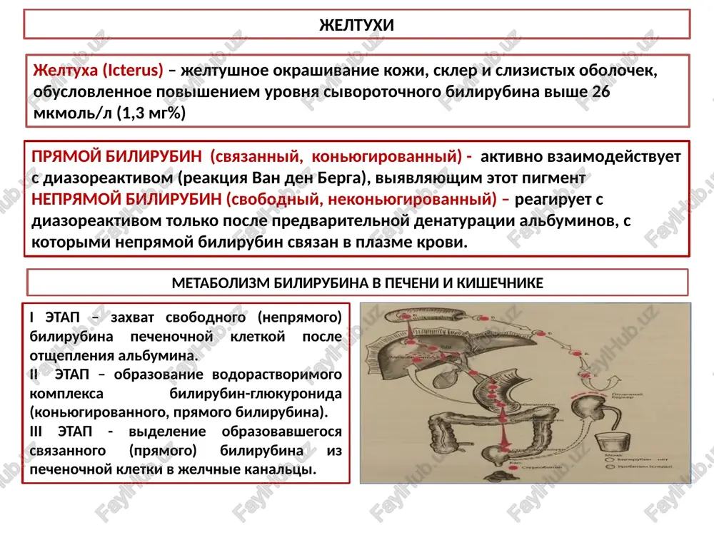 zm razvitiya pechenochnaya (parenximatoznaya) jeltuxa mojet razvivatsya v rezultate narusheniy odnogo, dvux ili vsex trex etapov metabolizma bilirubina v pechenochnoy kletke: zaxvata nepryamogo bilirubina gepatotsitom ; obrazovaniya bilirubin-glyukuronida; vivedenie bilirubin-glyukuronida (pryamogo bilirubina) v jelchnie kanaltsi. pechenochno-kletochnaya jeltuxa - vstrechaetsya naibolee chasto (gepatiti, tsirrozi, gepatotsellyulyarniy rak i t.d.), svyazana s povrejdeniem gepatotsitov i narusheniem vsex trex etapov metabolizma bilirubina. xolestaticheskaya pechenochnaya jeltuxa – svyazana s narusheniem ekskretsii jelchi iz gepatotsitov v jelchnie kanaltsi (billiarniy tsiroz pecheni, xronicheskie virusnie gepatiti). proisxodit regurgitatsiya jelchi obratno v sinusoidalnie prostranstva, a zatem v krovenosnoe ruslo. v dalneyshem razvivaetsya klinika mexanicheskoy jeltuxi. enzimopaticheskaya pechenochnaya jeltuxa – obuslovleni nedostatochnostyu fermentov: kontroliruyushix zaxvat , kon'yugatsiyu (sindromi jilbera i kriglera-nayara) , vsledstvie chego povishaetsya nepryamoy bilirubin v krovi; kontroliruyushix ekskretsiyu bilirubina iz gepatotsita v jelchnie kanaltsi (sindromi dabina-djonsona i rotora), vsledstvie chego povishaetsya pryamoy bilirubin krovi. parenximatoznaya jeltuxa, klinicheskie proyavleniya koja shafrannogo tsveta – za schet povisheniya kolichestva v …