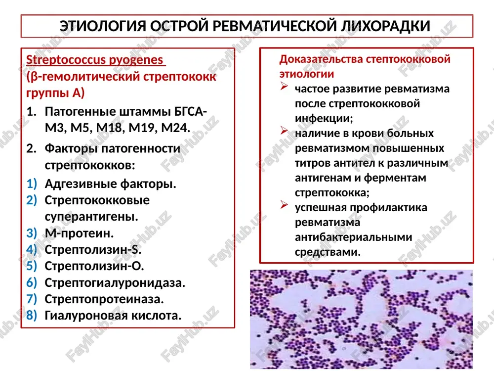 effekt ( protivovospalitelnoy terapii). revmokardit voznikaet v techenie 2—3 nedel posle razvitiya artrita. klinika zavisit ot stepeni porajeniya razlichnix obolochek serdtsa. naibolee chasto vstrechaetsya sochetanie endo- i miokardita. pri pervoy atake vospalitelnie izmeneniya so storoni serdtsa nablyudayutsya ne bolee chem u polovini bolnix, prichem v 2/3 sluchaev stepen ix virajennosti bivaet umerennoy. v vozraste starshe 18 let chastota revmokardita neuklonno snijaetsya. endokardit porajenie mitralnogo klapana: nad verxushkoy serdtsa vislushivaetsya virajenniy, prodoljitelniy, duyushiy sistolicheskiy shum mitralnoy regurgitatsii; zanimaet ne menee 2/3 sistoli, primikaet k i tonu, ubivayushey formi; provoditsya v podmishechnuyu yamku i sushestvenno ne izmenyaetsya pri dixanii, peremene polojeniya tela, a posle fizicheskoy nagruzki on daje usilivaetsya; stoykiy v techenie sutok. porajenie aortalnogo klapana: nad aortoy viyavlyaetsya tixiy, duyushiy protodiastolicheskiy shum aortalnoy regurgitatsii; mojet bit nepostoyannim i luchshe vislushivaetsya v tretem mejrebere u levogo kraya grudini (tochka botkina—erba), posle glubokogo vidoxa i pri naklone bolnogo vpered. chashe vsego formiruetsya mitralniy …