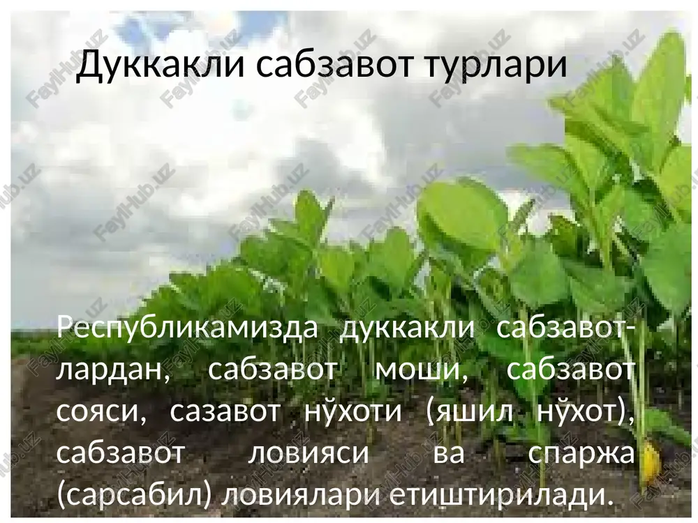 lus aureus piper.) va oxirgi klassifikatsiyasi bo'yicha (vigna radiata l. wilczek) dunyoda keng tarqalgan ozuqa uchun qimmatli ekin turlaridan biridir. mosh o'zbekistonda asosan takroriy ekin sifatida etishtiriladi. u tuproq unumdorligini yaxshilash bilan birga o'suv davri davomida ildizida xavodagi erkin azotni o'zlashtiruvchi bakteriyalar yordamida o'zidan keyin gektariga 200 kg gacha azot qoldirishi mumkin. shuning uchun mosh ildizlarini tuproqda qoldirib erni haydash tavsiya etiladi. mosh qurg'oqchilikka chidamli resurstejamkor ekin, uni etishtirishda katta harajat talab etilmaydi. hozirgi kunda fermer xo'jaliklar tomonidan butun jahon sabzavotchilik markazi bilan xamkorlikda o'simlikshunoslik ilmiy-tadqiqot institutida yaratilgan “durdona”, “zilola”, “marjon” va “turon” navlari etishtirilmoqda. yashil no'xot – (p. sativum l. partim) yashil no'xot dukkakdoshlar oilasining tipik vakillaridan biri bo'lib, 5000 yildan beri inson tomonidan etishtirilib kelinadi. biroq, yashil no'xot kundalik hayotimizda keng qo'llanilishiga qaramasdan respublikamizda etishtirilmaganligi sababli rossiya, ukraina, belorussiya va bolgariya davlatlaridan import qilinadi. no'xot ekining biologik xususiyatlari va kelib chiqishi aminokislotalardan: triftafan 1,1%, lizin 6,1%, gistidin 3,1%, …