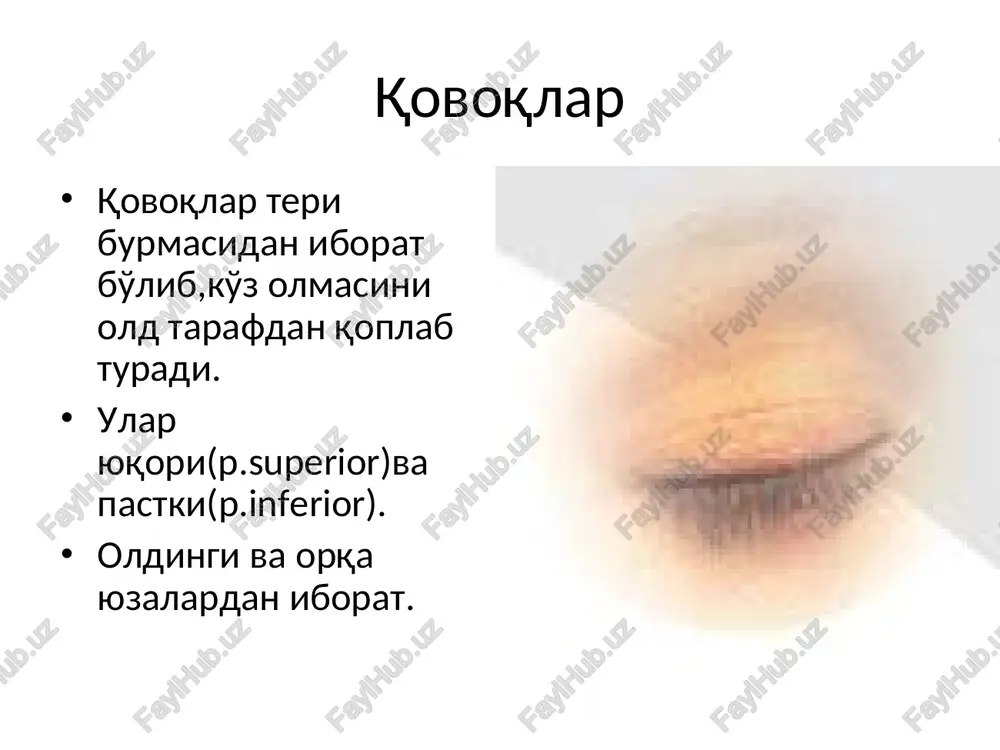 cho'ziladi manfiy bosim xosil bo'ladi ko'z yosh suyuqligi bosim gradienti bo'yicha ko'z yosh kanaliga,ampula va ko'z yosh xaltasiga tushadi ko'z yorig'i ochilganda muskullar bo'shashishi kuzatiladi,ko'z yosh xaltasi pastga tushadi va ko'z yosh suyuqligi bosim gradienti va og'irlik kuchi bo'yicha ko'z yosh -burun kanaliga tushadi bir sutkada ko'z 0,4–1 ml ko'z yosh suyuqligi ishlab chiqaradi,kuchli yig'laganda 2 choy qoshiq miqdorida bo'lishi mumkin zichligi 1,001–1,008 ko'z yosh suyuqligi, ko'z yosh bezida ishlabchiqariladi va tarkibibo'yicha murakkab va prekorneal pardani komponenti xisoblanadi shox pardani ximoya qiladi oziqlantiradi u 3ta qavatdan tuzilgan: tashqi lipid qavat meybomiy bezi sekreti va tseys bezi sekretidan shakllanadi 3ta asosiy funktsiyani bajaradi: keyingi suvli qavatni qurib qolishini oldini oladi shox parda ustidagi xamma pardani yuzasi tarang bo'lib turishini va turg'unligini ta'minlaydi ko'z olmasini moylab,sirpanchiqligini ta'minlaydi o'rta suvli qavat ko'z yosh suyuqligidan tuzilgan b uning funktsiyasi: qon tomirsiz shox pardani oziqlantiradi antibakterial funktsiyasi (lizotsim) mayda qismlarni yo'qotadi ichki mutsin qavati (goblet …