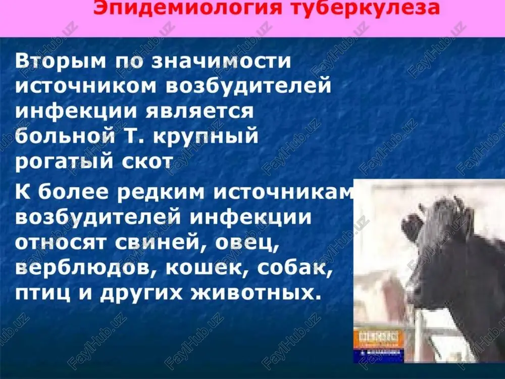 m peructpnpyetca b ctpahax a3nn, aqdpuky, jiatnhckou amepuku bo3 inugemvuonorna tty6epkyne3a > ekerofho peructpupyetca gonee bocbmm muaanohob cbee>kux cay4aeb uv mouth tpy muuannoha cmepted ot aahhoro 3a6onebahna; > ot ty6epkynesa exkerogho b mupe ymupaet gonbue niogel, yem ot nto6on apyrou u3sneyumon uhpekyvohhon 6one3hn; b ctpahax tpetbero mupa cu, manapua u tyoepkyne3 abnaiotca cambimu yactbimu vhpekumohhbimu 3a60nebahuamn co cmeptesibhbim ucxof0m; okono abyx muannapaob nlogel — tpetb hacenehua naahetbi — uhoulmpoobahb! tygepkyne3som; > heszakoh¥ehhoe eyehne, abnaetca oahom m3 npm4uh bo3hukhobehua nekapctbehhon yctomunbocttu tyoepkynesa; b 2000 rogy ot ty6epkyne3a ymepno okono 3-x muannohob aiogen; kakabie 4 cekyhabl kto-to 3a60nebaet tyoepkyne3om, nv kakable 10 cekyha, kto-to ymupaet ot ty6epkyne3a. 3a6onebaemoctb ty6epkyne3somm b mupe = bojbwahctbo 3a60neblunx ty6epkyne30m npo#*kmbaet: * b ctpahax a3nvatckoro pernoha- 55% * b a@pukahckoom pernore - 30% * b ctpahax boctouho- cpean3emmhomopckoro -7% * esbponenckoro pernoua -5% * amepnkaahckoro pernoha -3% 2011: bonblunhctbo cnyyyaeb tyoepkynes3a obiino b vnanu nu kutae cobpemehhbin …