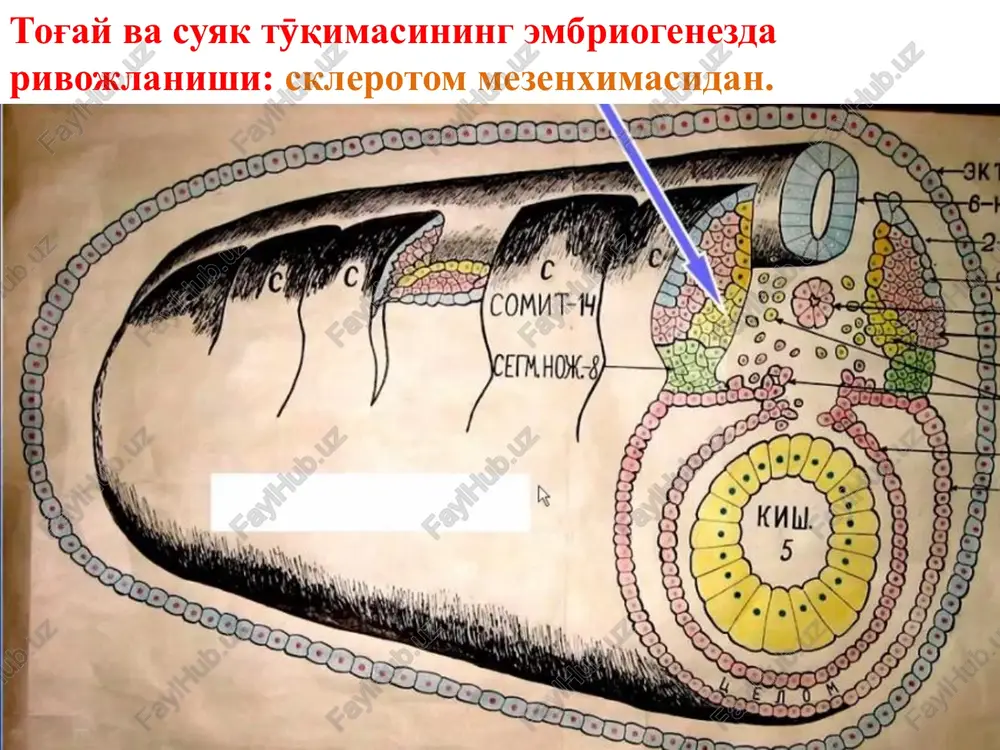 moddani hosil qiladi osteoblast osteotsit osteotsit hujayralararo modda tarkibida qotgan holatda bӯladi. tanasi – lakun (bӯshliqda), ӯsimtalari – kanalchalarda joylashgan. osteoklast – «suyakni parchalovchi», qonning monotsit hujayralaridan kelib chiqadi. suyakni emiradi. osteoklast suyak organ sifatida (naysimon suyak diafizi). - suyak usti pardasi, - tashqi aylana plastinka - osteogen qavati (osteon + bӯlakchalararo plastinka), - ichki aylana plastinka - endost (suyakning ichki pardasi). qon aylanishi. osteon – gaversov sistemasi – kompakt suyakning struktur va funktsional birligi. markaziy kanalda qon tomirlari va 4 – 20 mkm atrofida kontsentrik halkalar, oralarida osteotsitlar joylashgan bӯlib, bir biri bilan ӯsimtalari orqali bog'langan. suyak tӯqimasining rivojlanishi – osteogenez - tӯg'ri (mezenximadan) bu jarayon organizmning embriogenezida boshlanib, ketma - ket 4 stadiyadan iborat: - osteogen orolchalarining hosil bӯlishi; - osteoid stadiyasi; - osteoidning mineralizatsii stadiyasi; - dag'al tolali suyak tӯqimasining plastinkali suyak tolasiga aylanishi. - notӯg'ri (tog'ay modeli ӯrnida). embriogenezning 2-chi oyida boshlanib, 18-20 yoshda tӯgaydi. suyak …