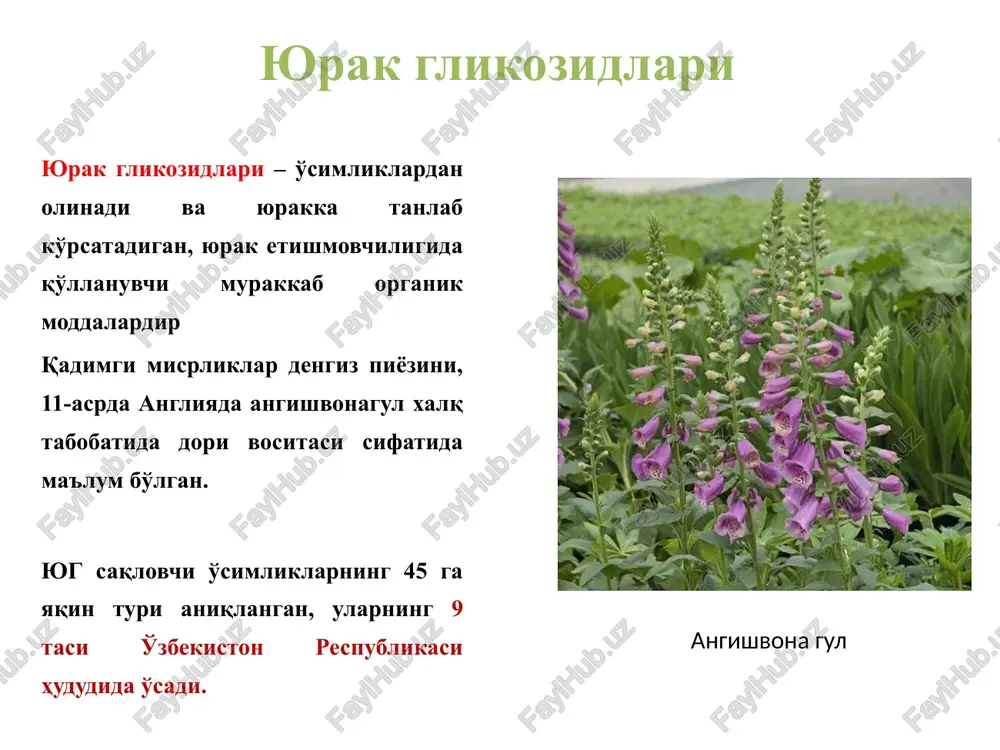 paydo qilishi mumkin. yosh bolalarda (3 yoshgacha) vagus yaxshi rivojlanmagan bo'lgani uchun yurak glikozidlari ularda yurak urushi tezligini kamaytirmasligi ham mumkin. arap chaqaloq bolalarda yurak glikozidlari yuborilgandan keyin yurakning urish tezligi sekinlashsa, moddalarning zaharli ta'siri boshlanganidan dalolat beradi. diastolaning uzayishi yurakning qon va oziq moddalar bilan ta'minlanishiga, keyingi bo'ladigan kuchli sistolaning yuzaga chiqishiga sharoit yaratib beradi, ekg da t-r, r-r oralig'i uzayadi. manfiy — dromotrop ta'sir. glikozidlar yurakning o'tkazuvchan sistemasiga bevosita ta'sir ko'rsatib, impulslarning atrioventrikulyar tugunchadan, giss bog'lamidan o'tishini tormozlaydi. yurakning o'tkazuvchan sistemaga bo'lgan ta'siri vagus orqali ham kelib chiqishi mumkin, ekg da p-q oralig'i ozroq cho'ziladi. 5. glikozidlar mikdori oshganda musbat — batmotrop ta'sir ya'ni yurakning o'tkazuvchan usulini, miokardning qo'zg'aluvchanligini oshiradi, qo'shimcha geterotrop o'choqlar—aritmiya paydo bo'ladi. yurak mushaklarining metabolizmiga ta'siri: glikozidlar uglevod, oqsil, lipid moddalar almashinuviga ijobiy ta'sir ko'rsatadi. yurak mushaklarida glikogen, atf mikdori oshib, yurak energiya bilan yaxshi ta'minlanadi. yurakning kuchi ortib borsa ham, kislorodga ehtiyoji oshmaydi, yurak …
