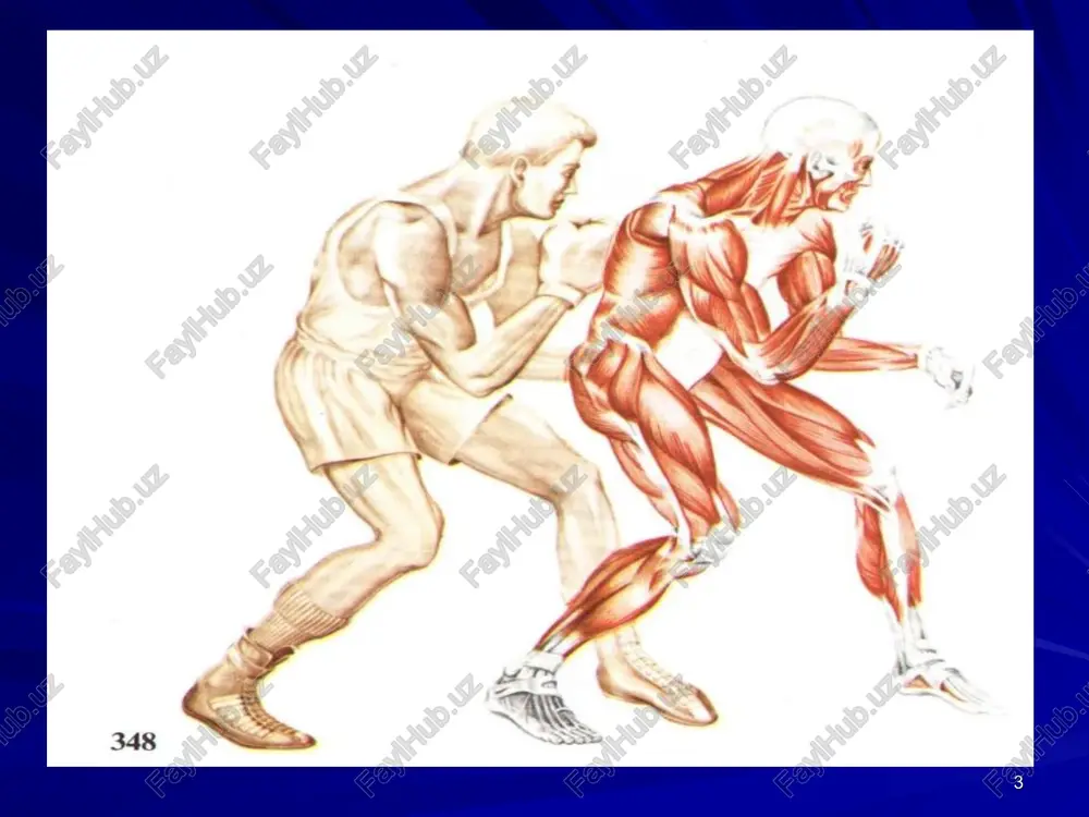 ch keyinchalik «0»gacha kamayadi (maksimal yukda). ma'lum bir o'rtacha yukda eng ko'p bajarilgan ish w o'rtacha yuk qonuni deyiladi. uzok mashqlardan so'ng mushaklar gipertrofiyasi yuzaga keladi, uzoq vaqt xarakatsizlikdan so'ng mushaklarda atrofiya rivojlanadi. bu jarayon mushak tolalardagi morfologik o'zgarishlar bilan bog'liq. uzoq vaqt ishdan so'ng mushaklarda charchash yuzaga keladi, bunda mushak qisqarishlar amplitudasi va kuchi kamayadi. charchash tez-tez qisqarishda tezroq yuzaga keladi va aksi. charchashga sabab: ozuqani kamayishi va almashinuv natijasida xosil bo'lgan zaxarli moddalar (bu ajratib olingan mushakda), xamda mat sinapslarida bo'lgan o'zgarishlardir (bu butun bir organizmda) aktiv dam olish- bu charchagan mushaklarda ishchanlik qobiliyatini, boshqa gurux mushaklar ishlaganda tezroq tiklanishidir. mushakni qisqarish mexanizmi: asab bo'ylab qo'zg'alishning o'tishi mushak tolasi membranasi tinchlik potentsialini 40mv ga kamayishi mushak xarakat potentsiali xosil bo'la boshlashi sarkoplazmatik retikulumni sa++ uchun o'tkazuvchanligini ortishi sa++ ionlarini sarkoplazmatik retikulumdan chiqishi va fibrillalararo muxitga tushishi (5·106) sa++ ionini aktindagi troponinga ta'siri va miozin bilan bog' xosil qilishi …